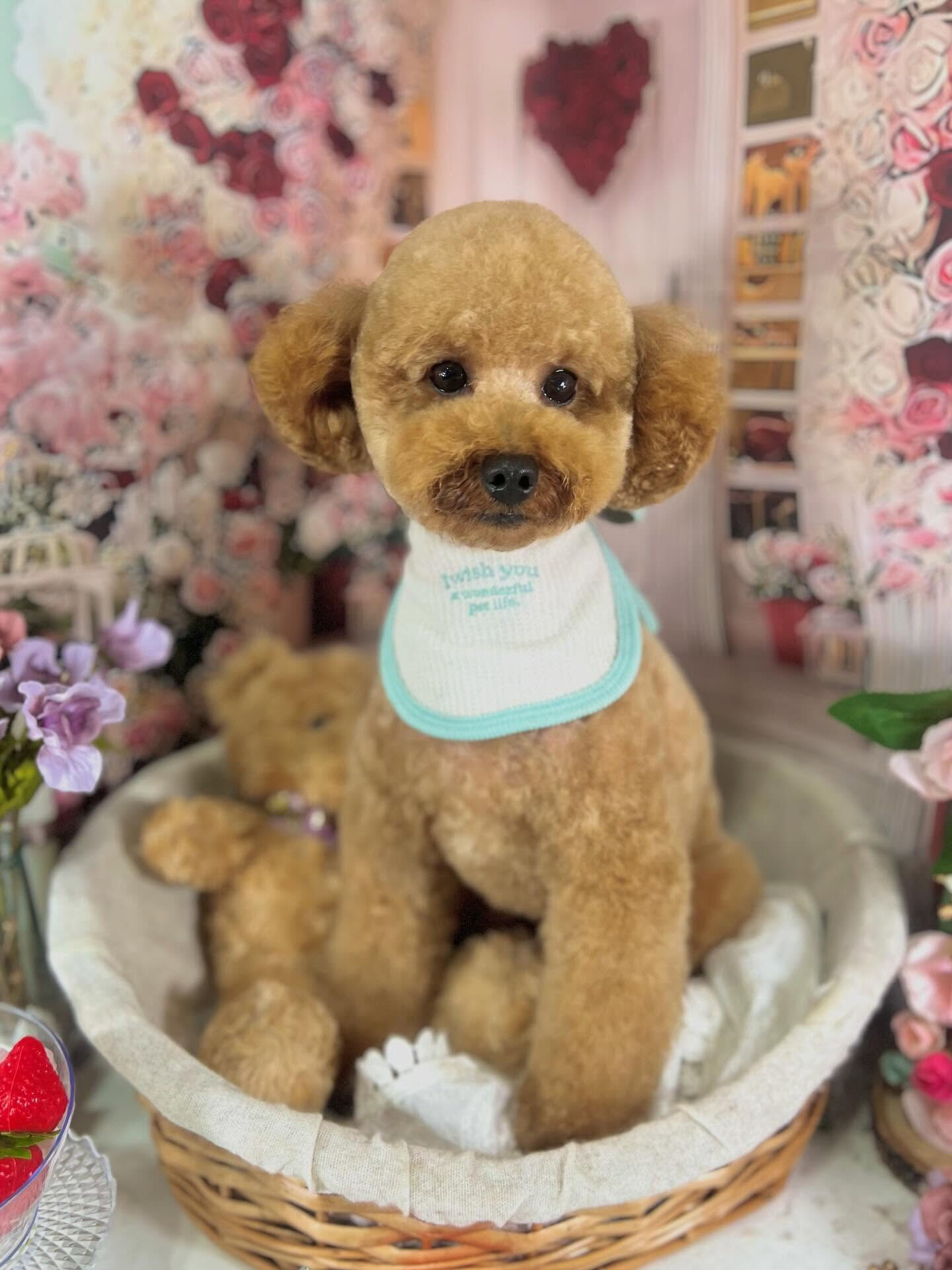 来店いただいたまろんくんです🐶✨