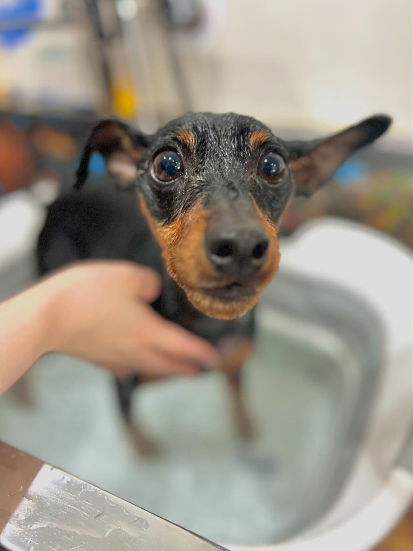 来店いただいたこてつくんです🐶✨