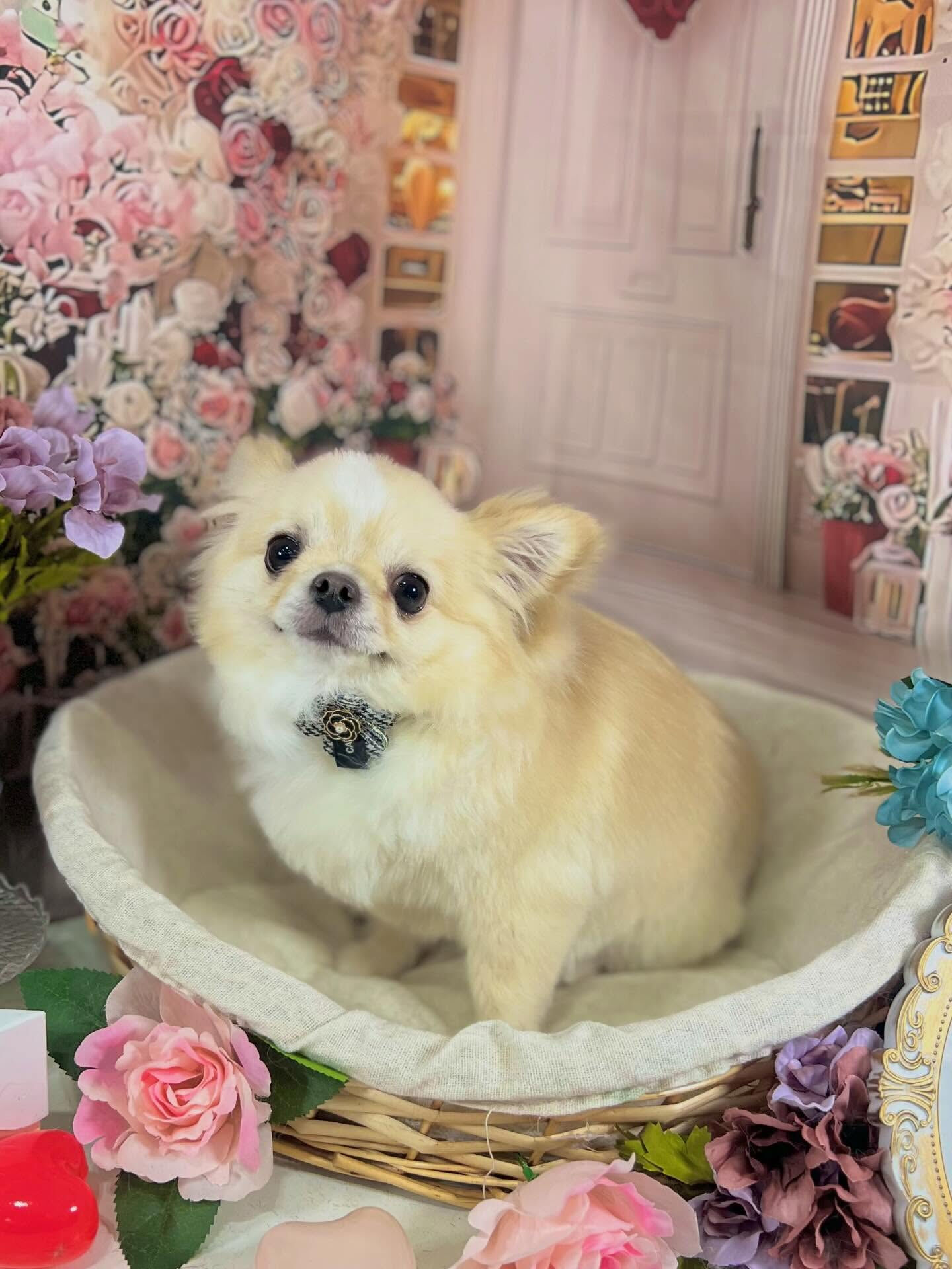 来店いただいたアルちゃんです🐶✨
