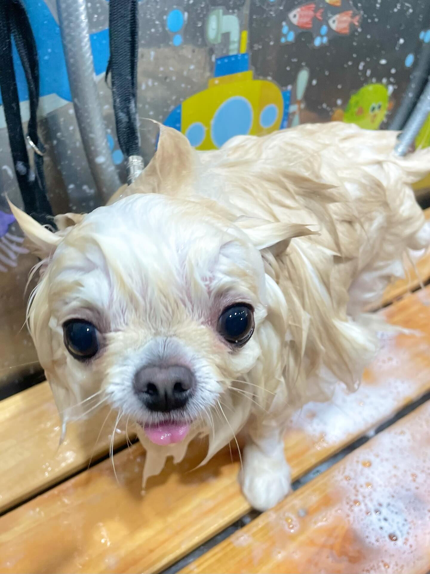 来店いただいたアルちゃんです🐶✨