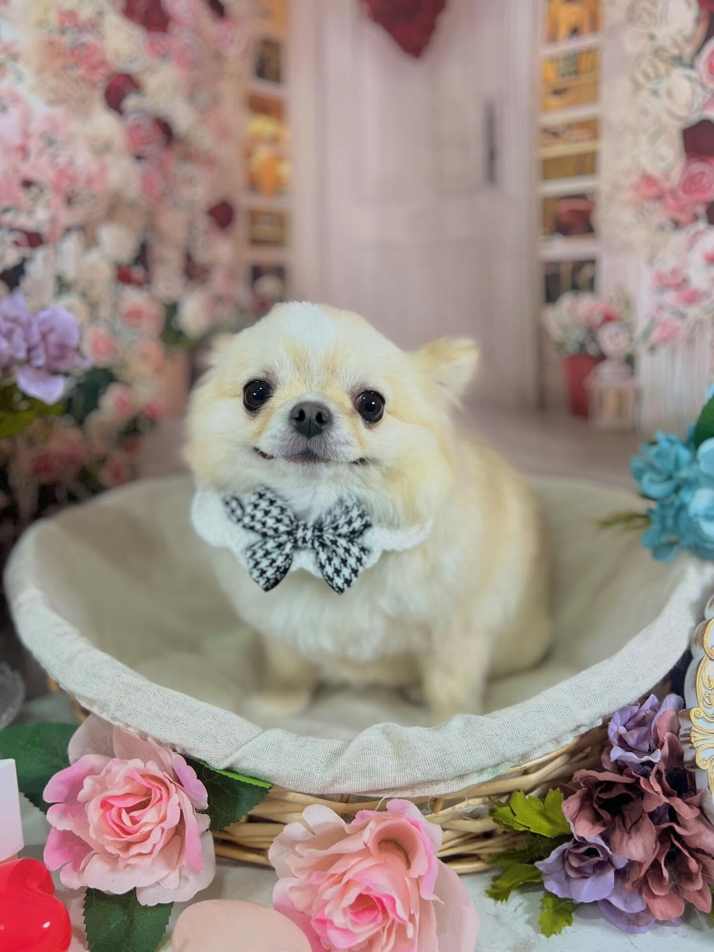 来店いただいたアルちゃんです🐶✨