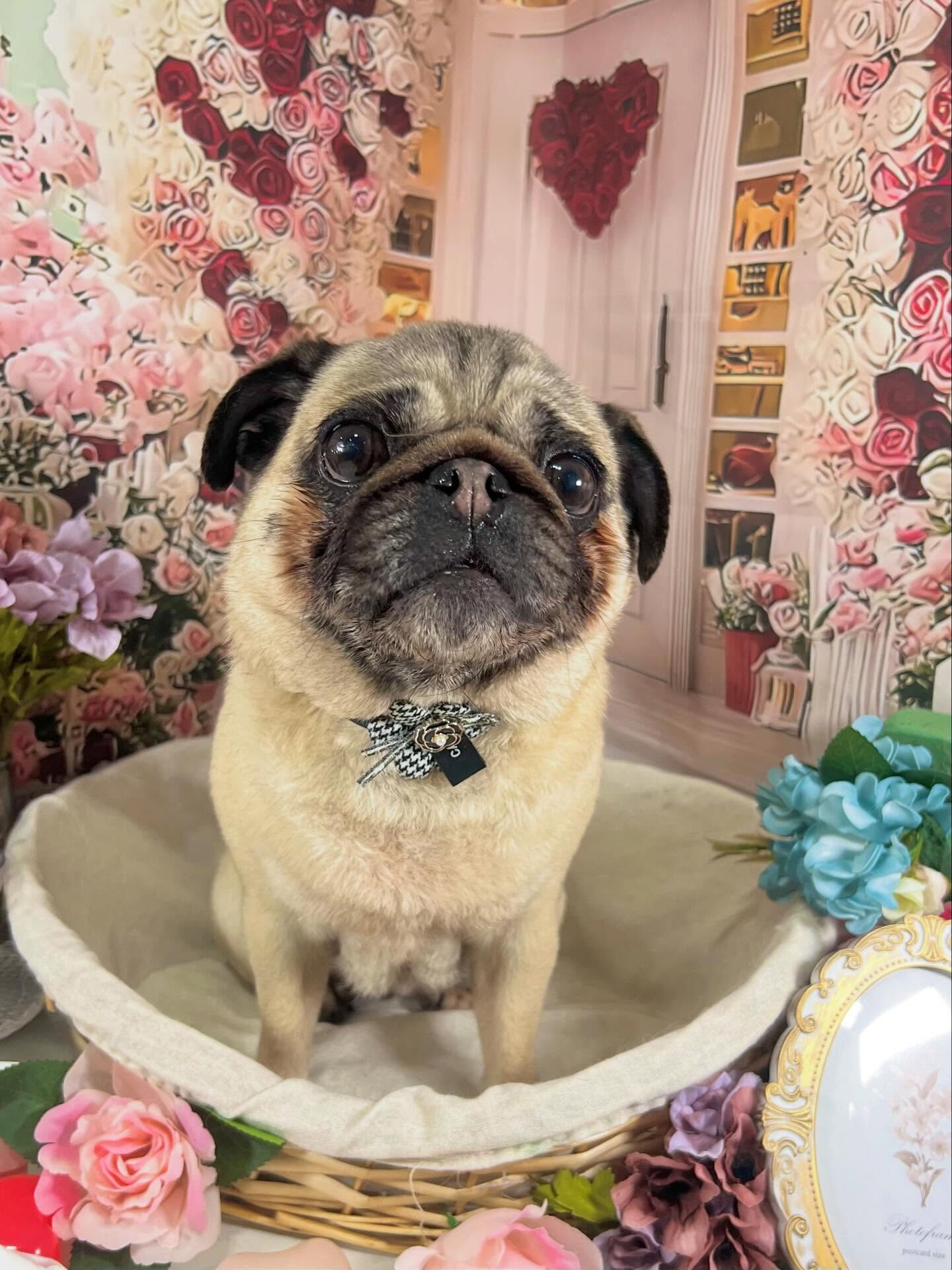 来店いただいたパグミちゃんです🐶✨