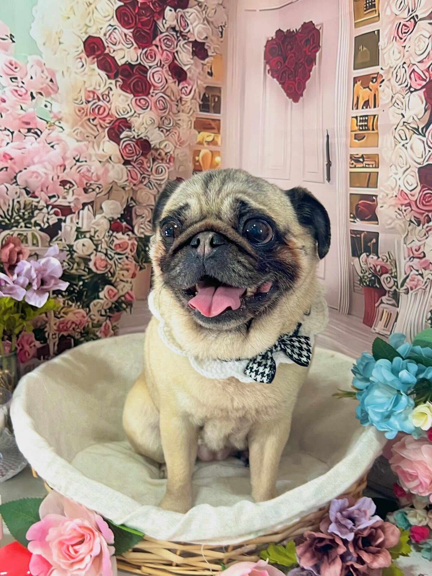 来店いただいたパグミちゃんです🐶✨