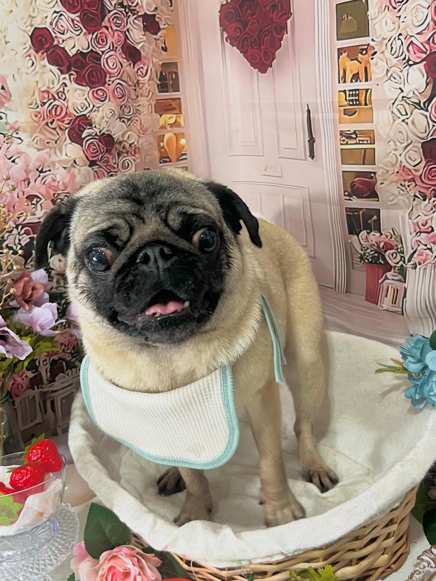 来店いただいたパグトくんです🐶✨
