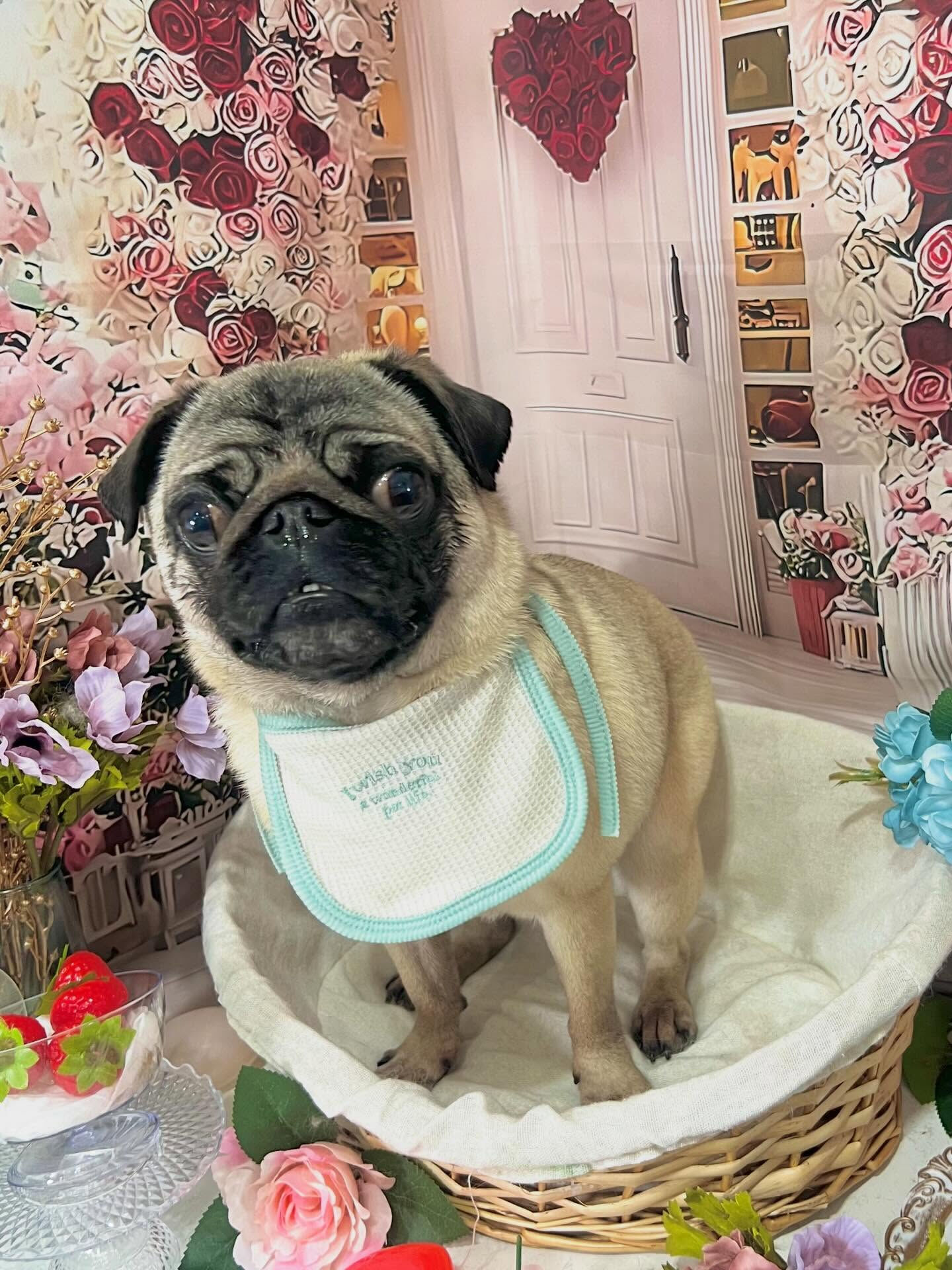 来店いただいたパグトくんです🐶✨