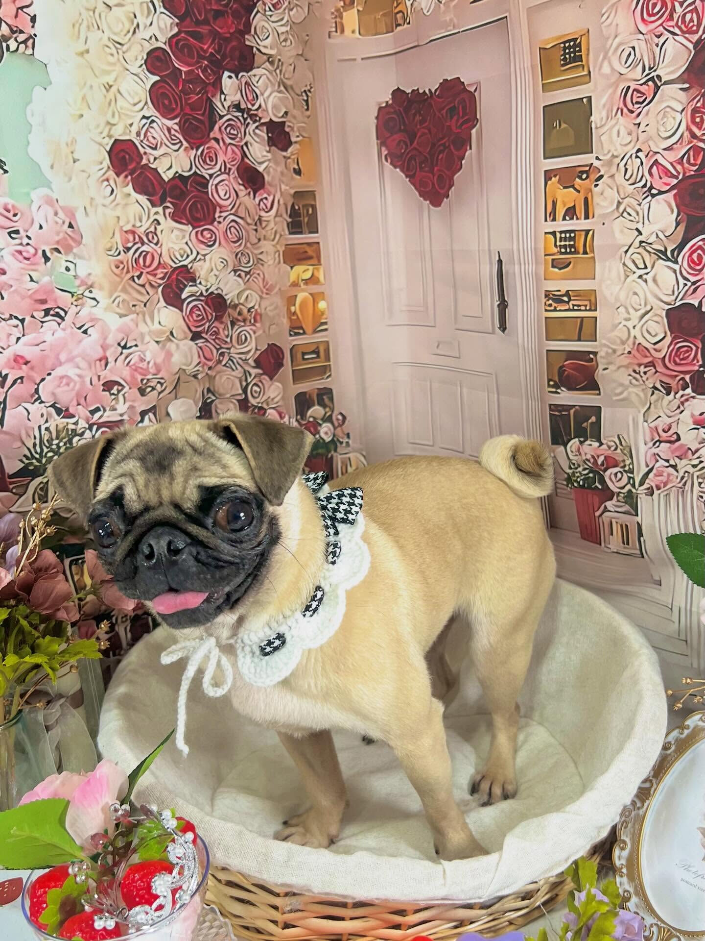 来店いただいたもずくちゃんです🐶✨