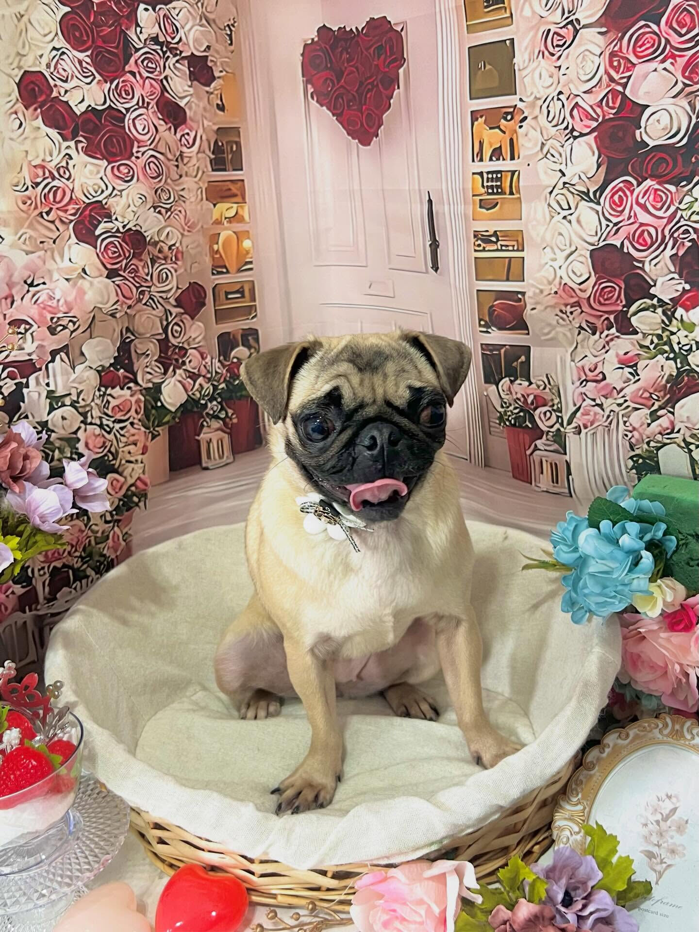 来店いただいたもずくちゃんです🐶✨