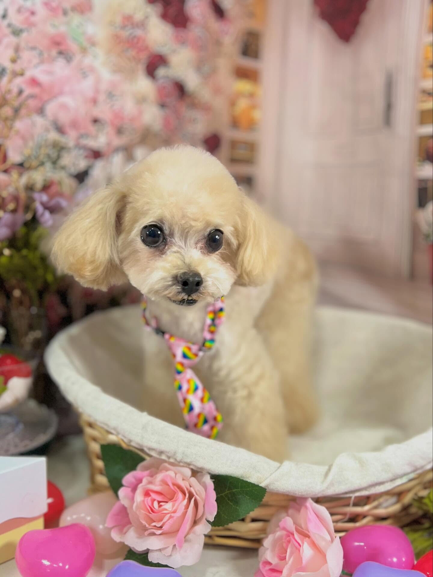 来店いただいたソイくんです🐶✨