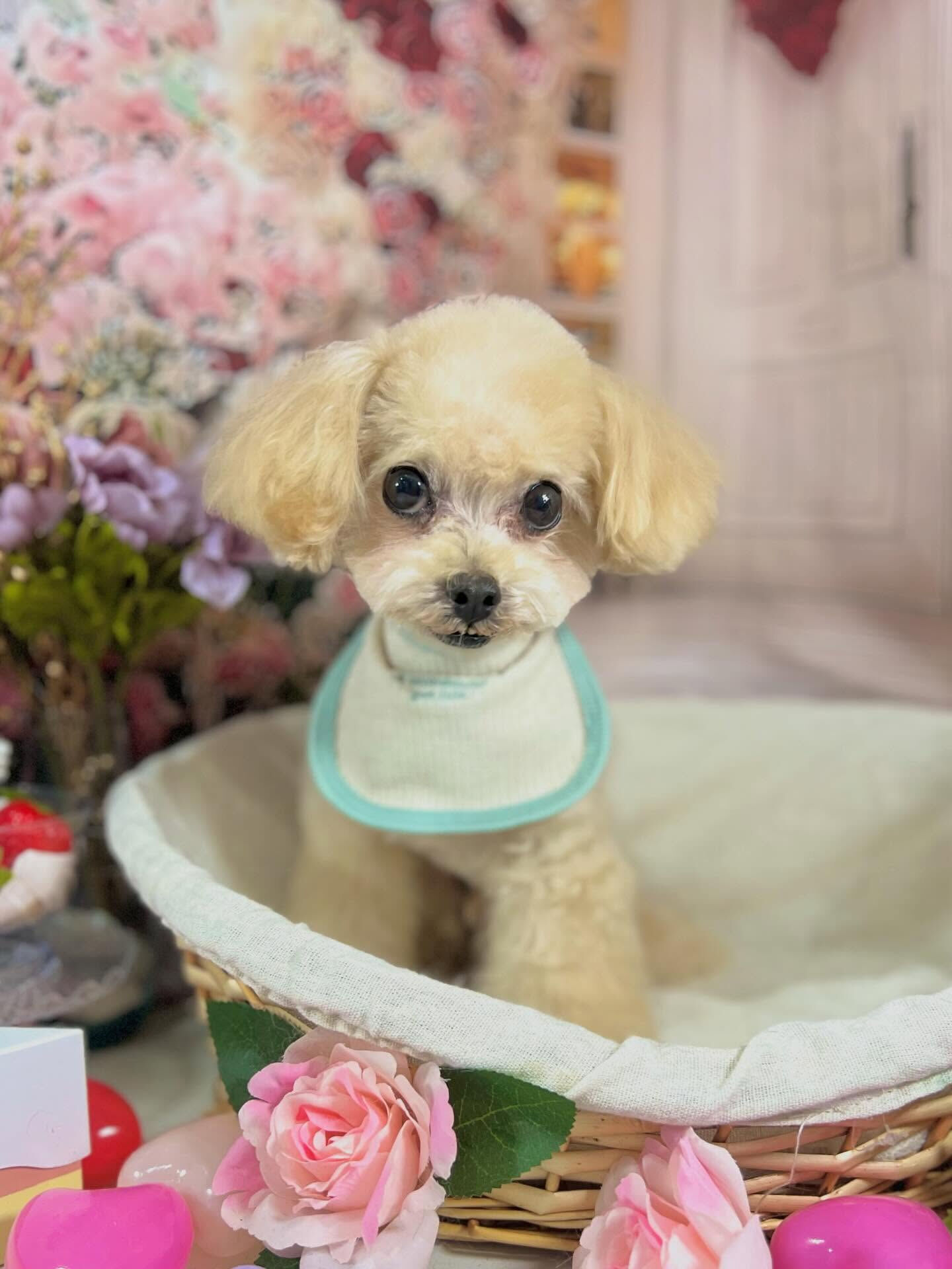 来店いただいたソイくんです🐶✨