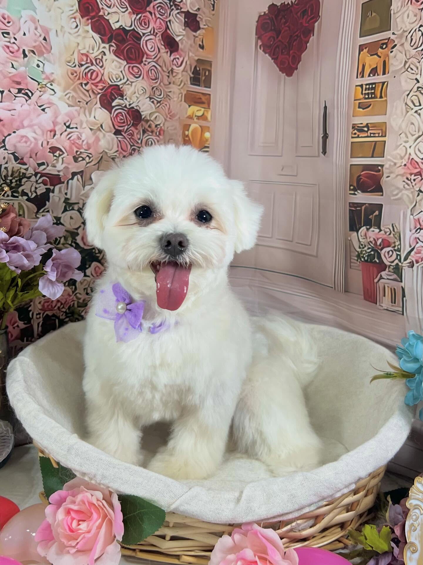 来店いただいたラテくんです🐶✨
