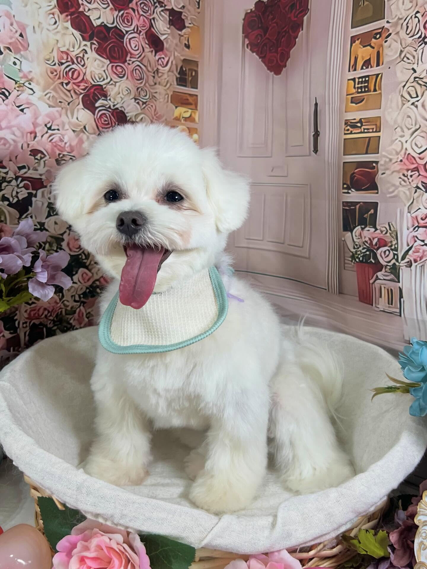 来店いただいたラテくんです🐶✨