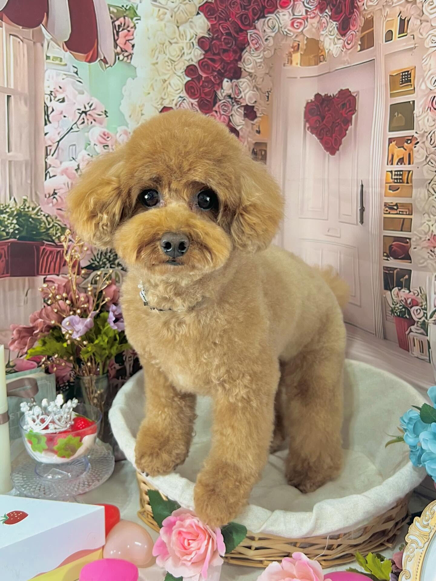来店いただいたモカちゃんです🐶✨