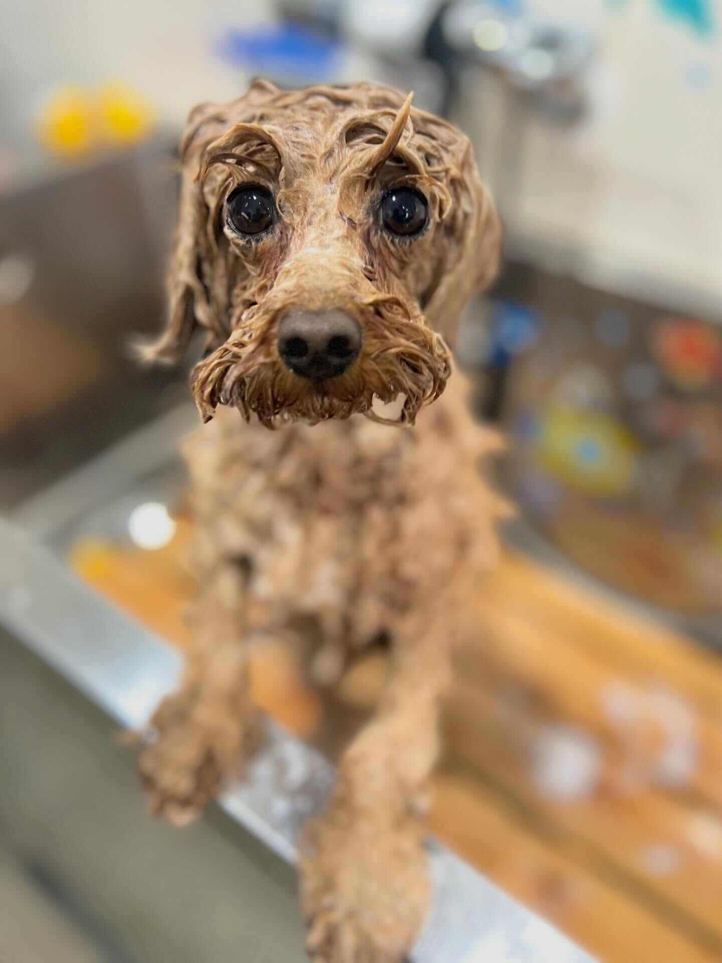 来店いただいたモカちゃんです🐶✨
