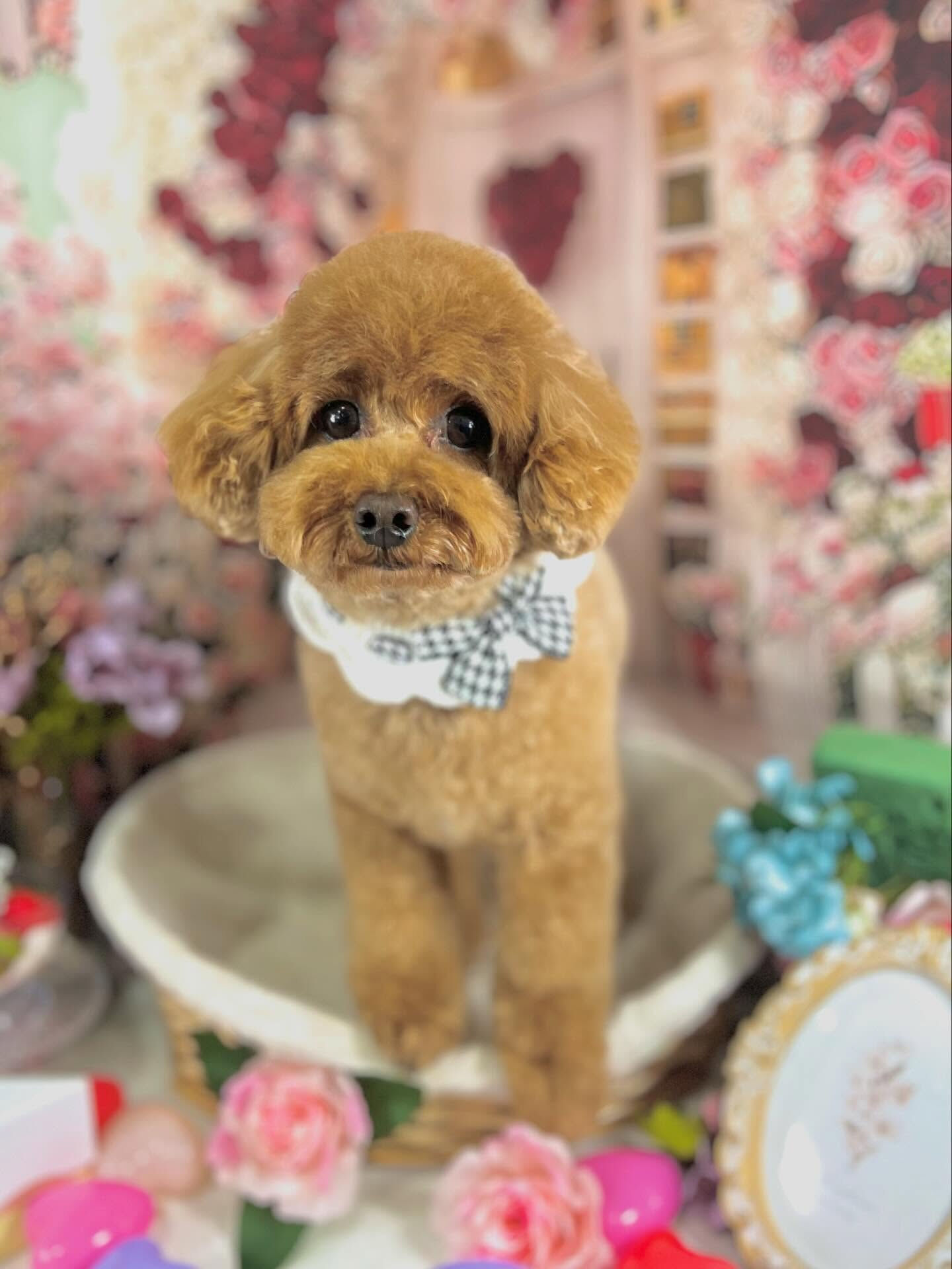 来店いただいたモカちゃんです🐶✨