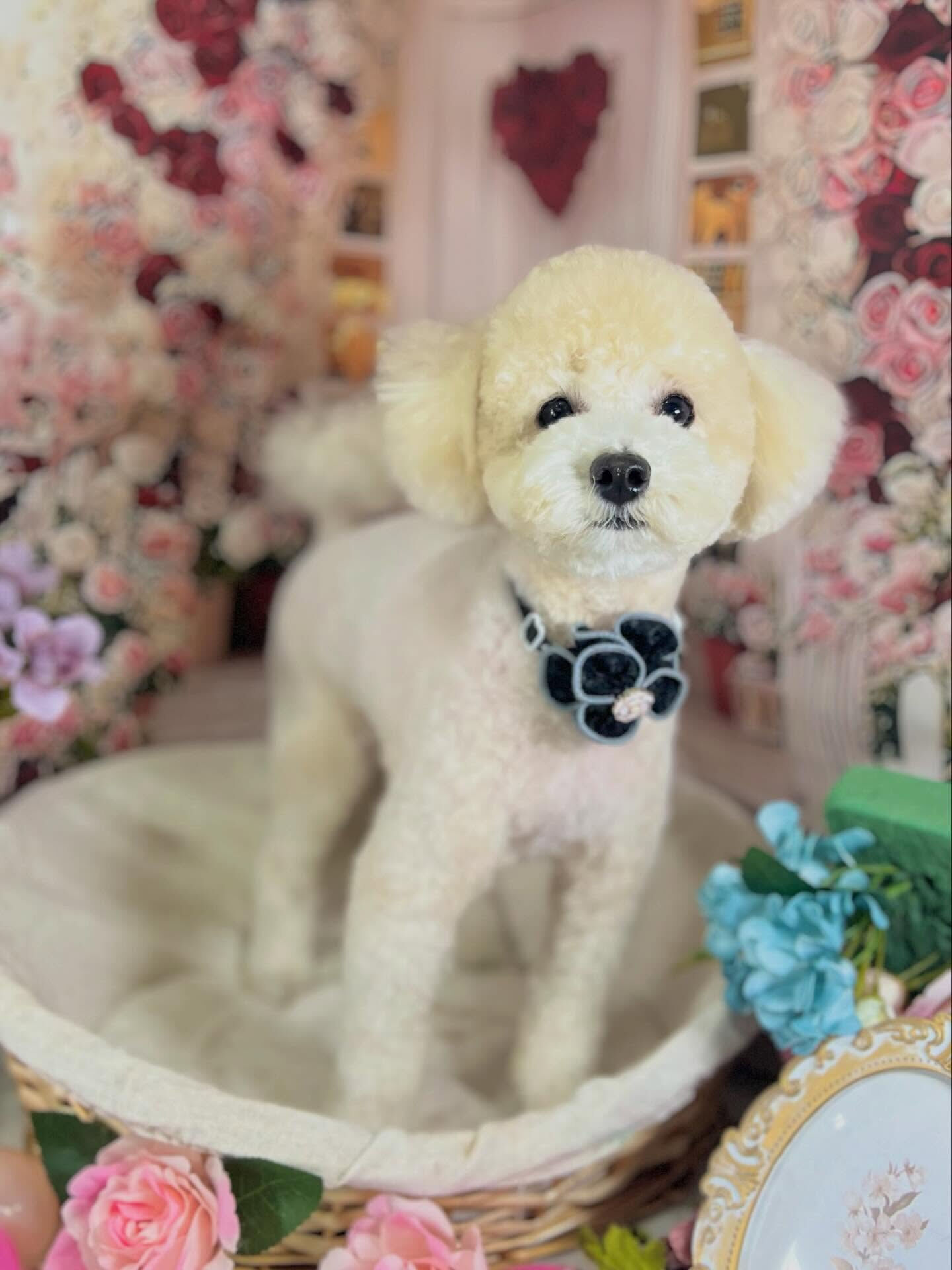 来店いただいたルルくんです🐶✨