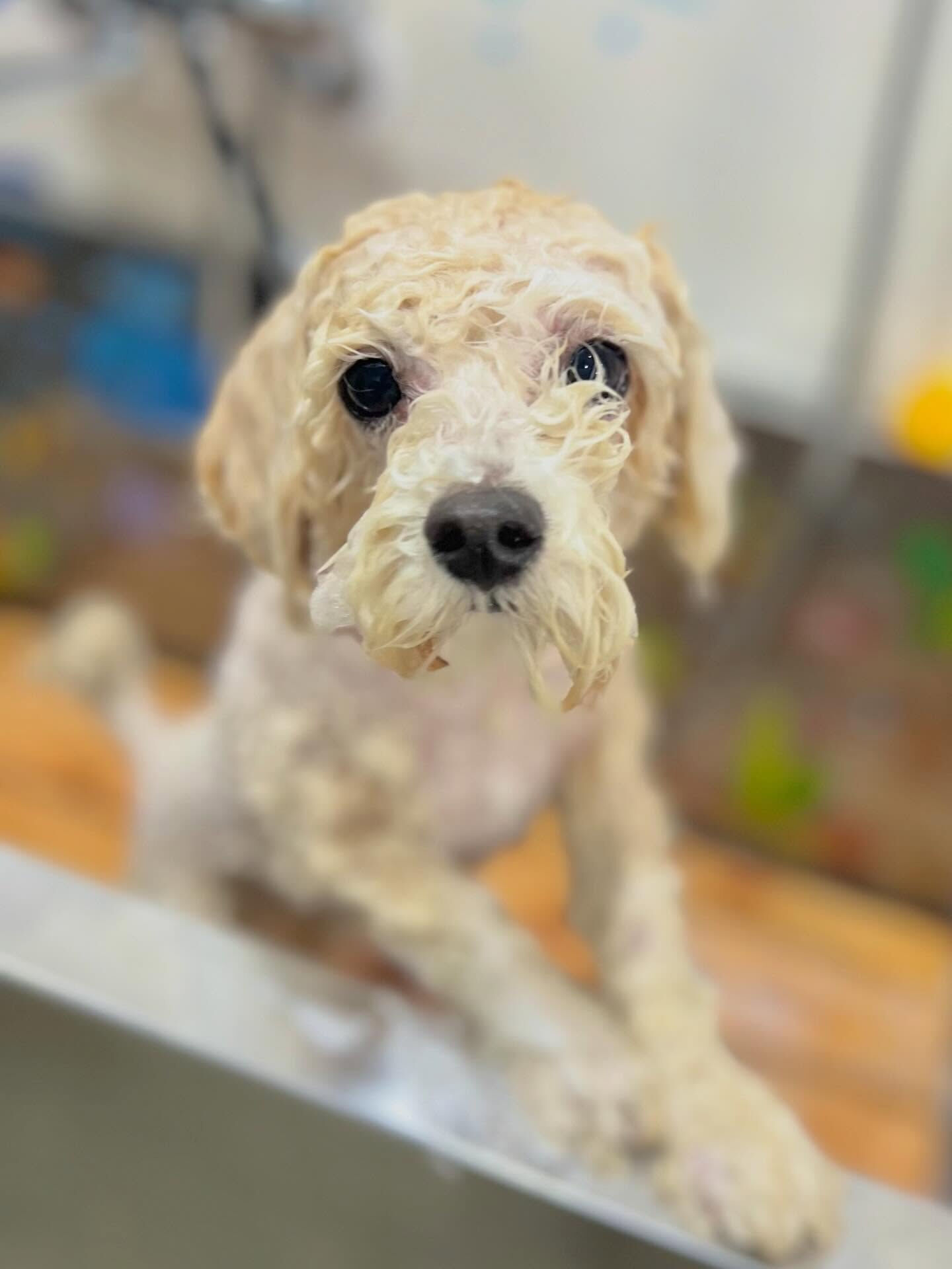 来店いただいたルルくんです🐶✨