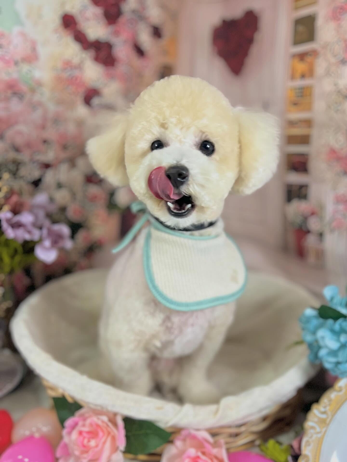 来店いただいたルルくんです🐶✨