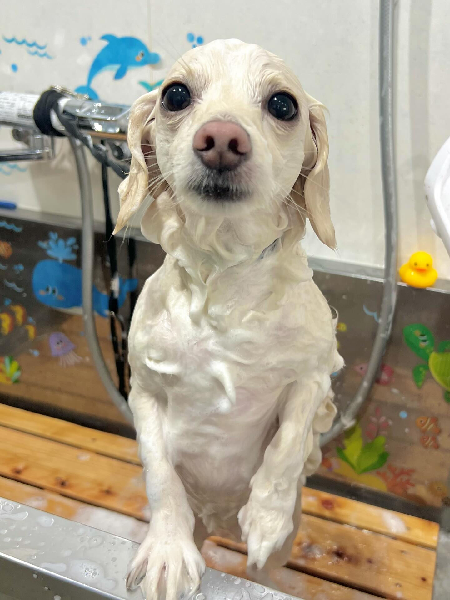 来店いただいたえむちゃんです🐶✨
