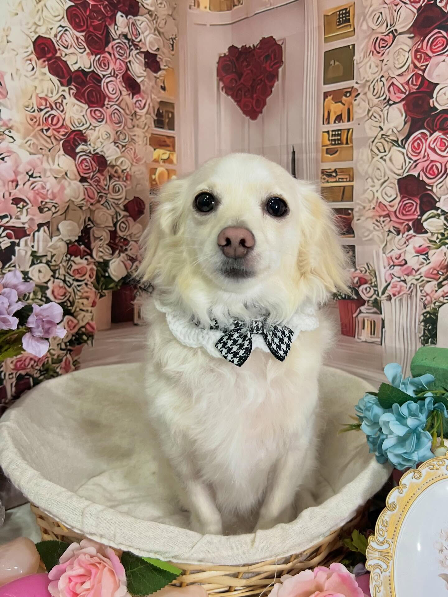 来店いただいたえむちゃんです🐶✨