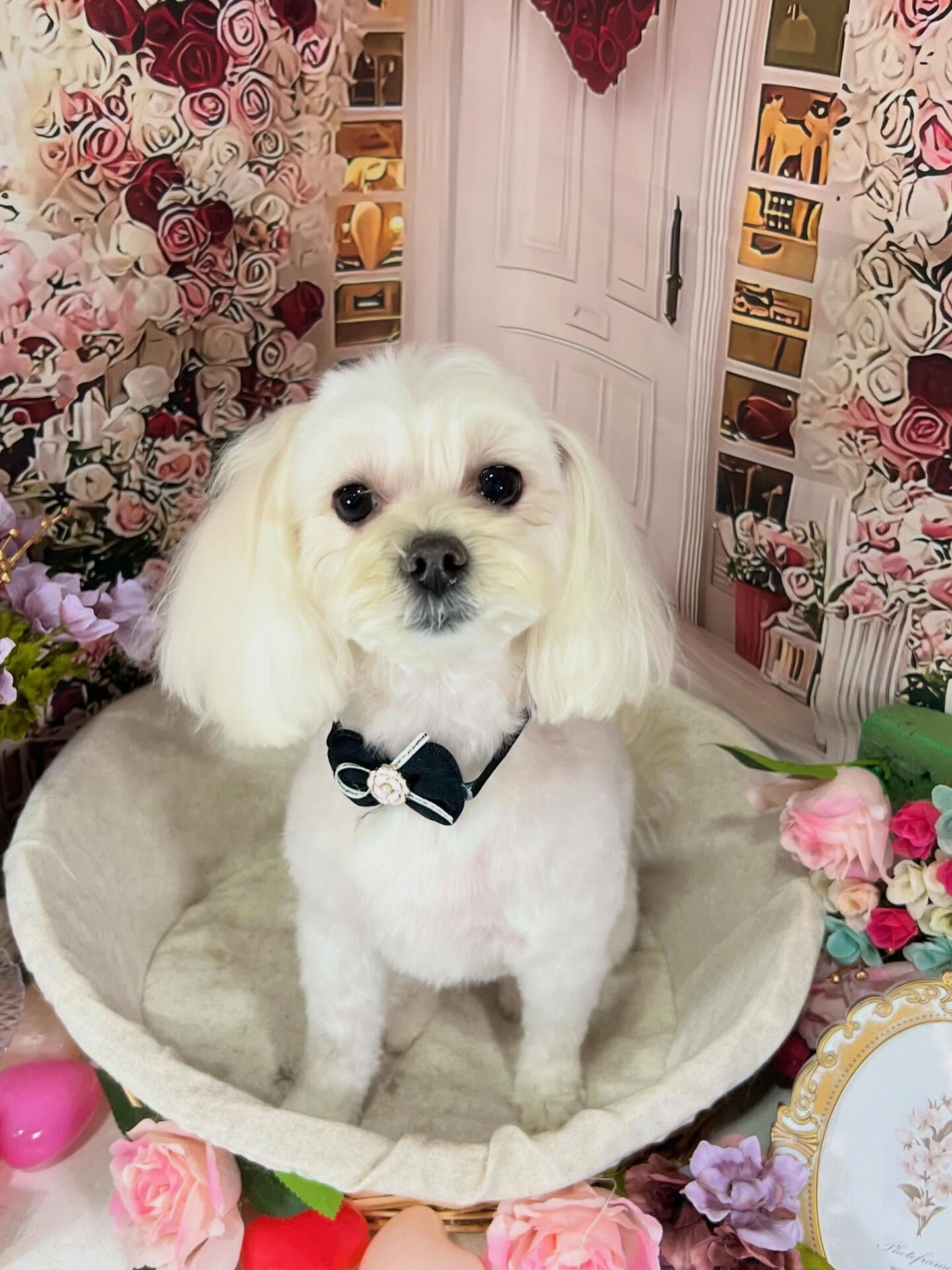来店いただいた天ちゃんです🐶✨