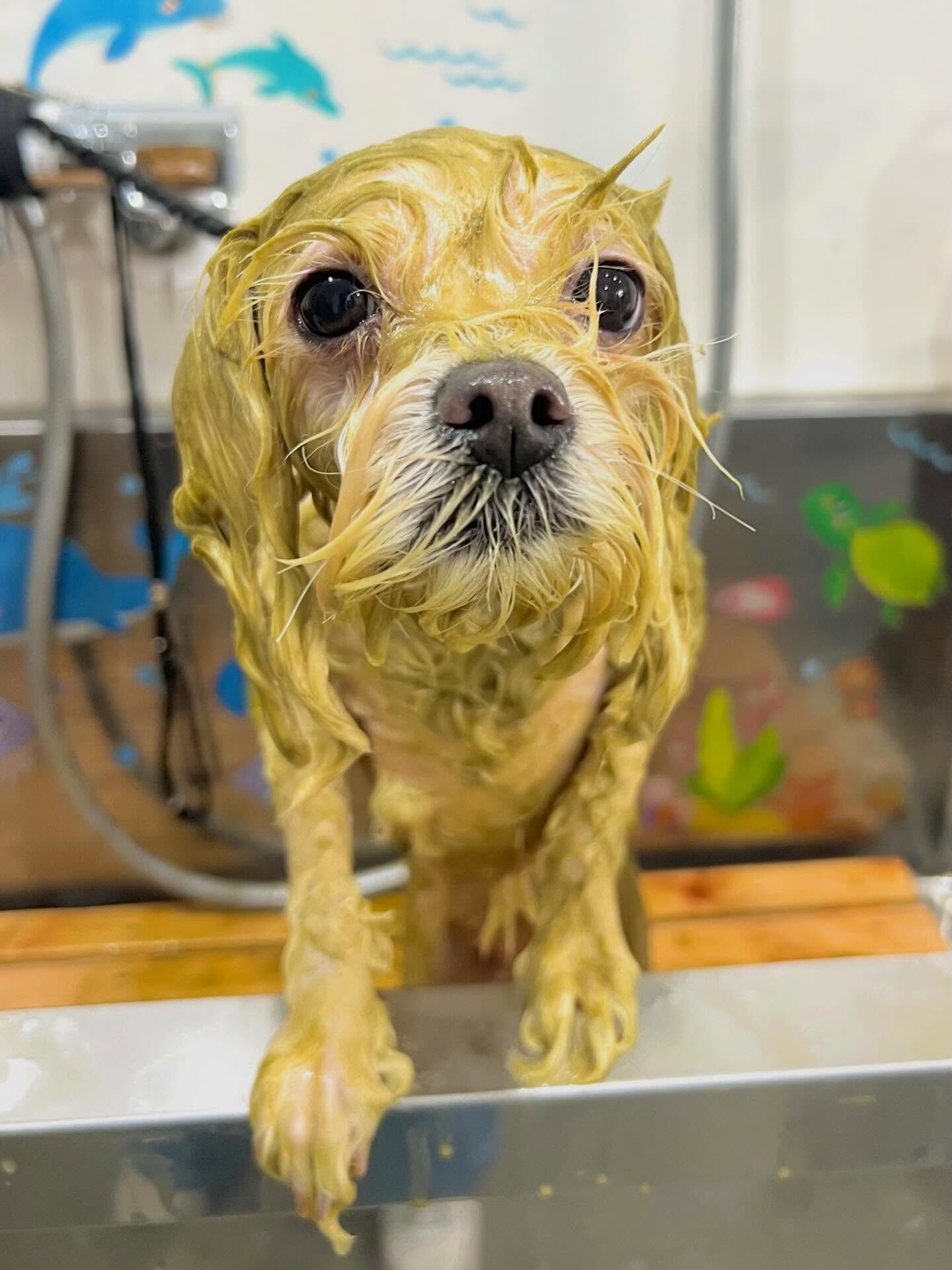 来店いただいた天ちゃんです🐶✨