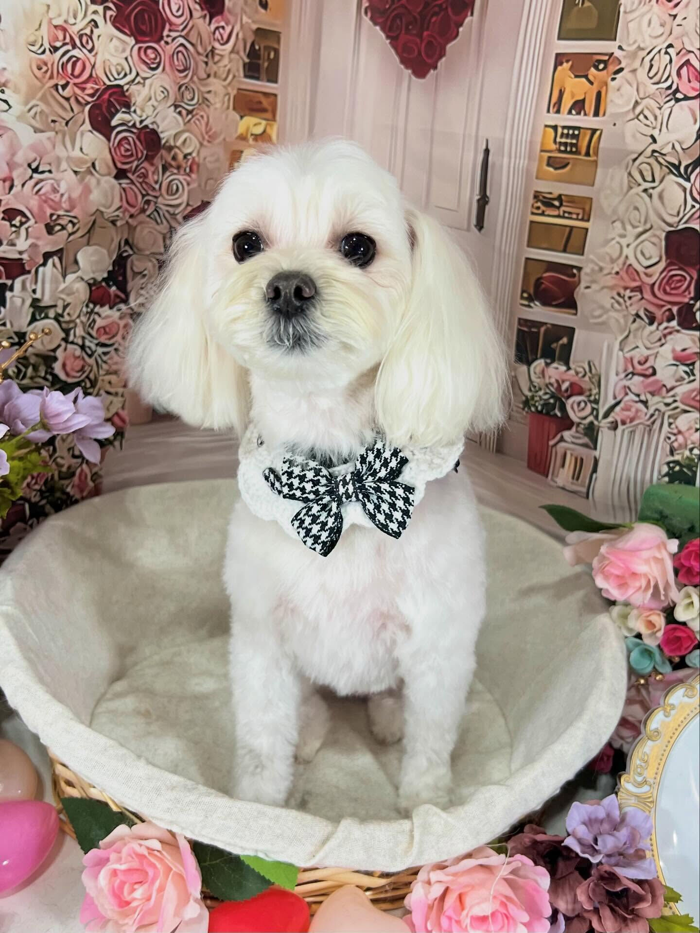来店いただいた天ちゃんです🐶✨