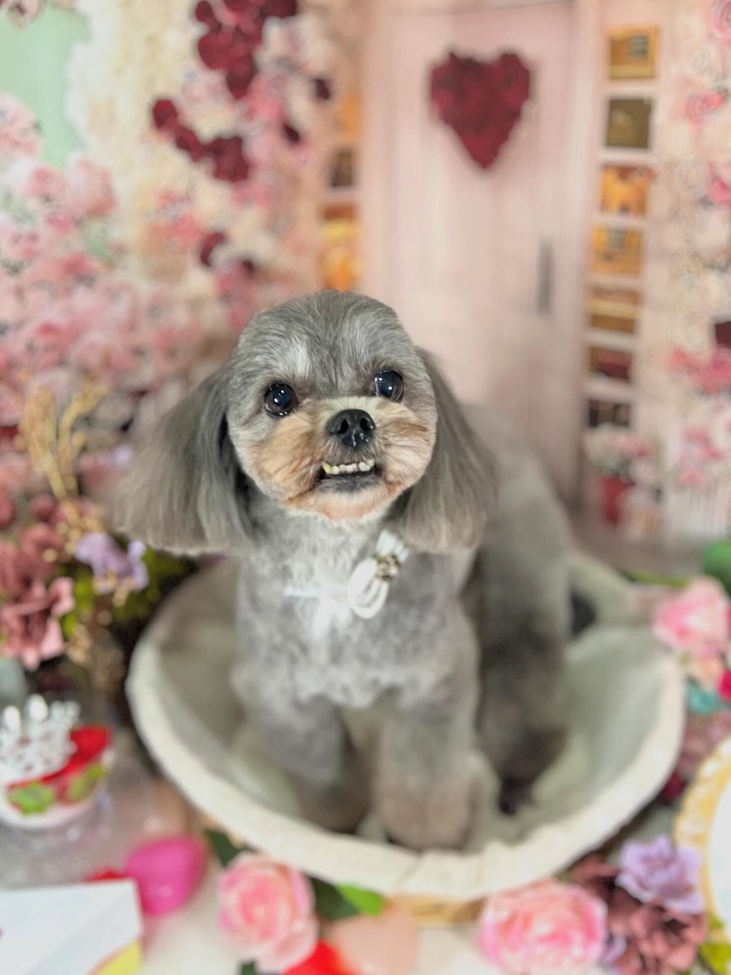 来店いただいた杏奈ちゃんです🐶✨