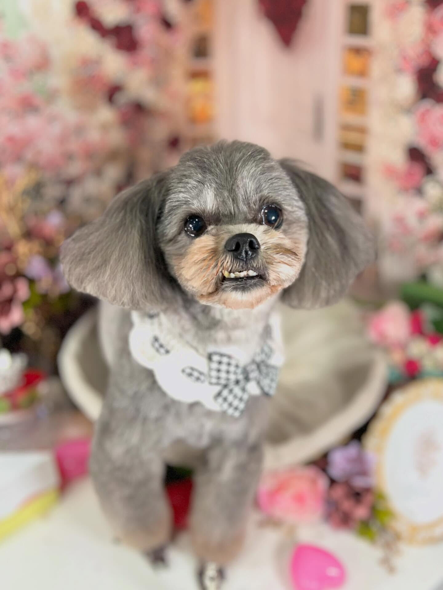 来店いただいた杏奈ちゃんです🐶✨