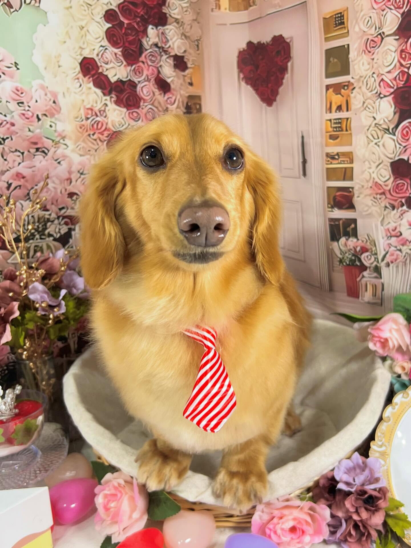 来店いただいたクリくんです🐶✨