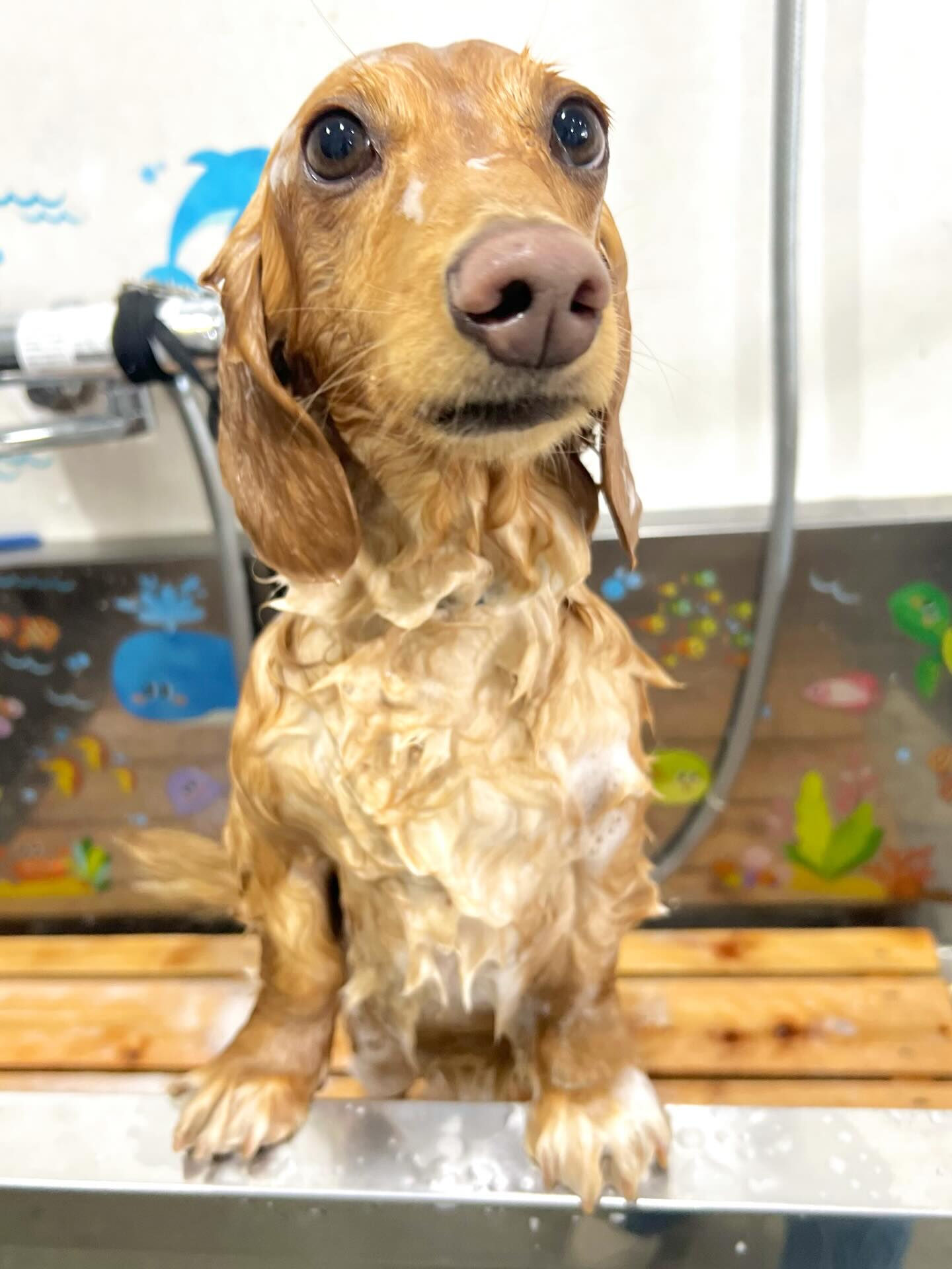 来店いただいたクリくんです🐶✨