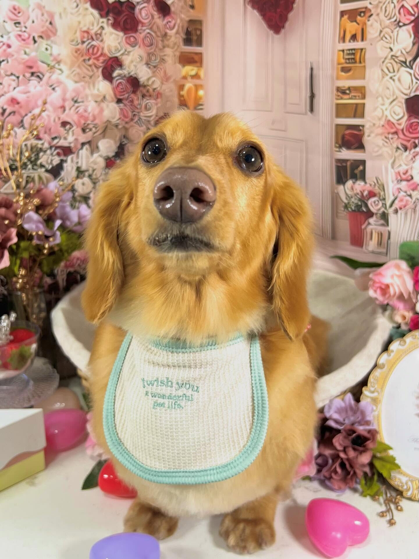 来店いただいたクリくんです🐶✨