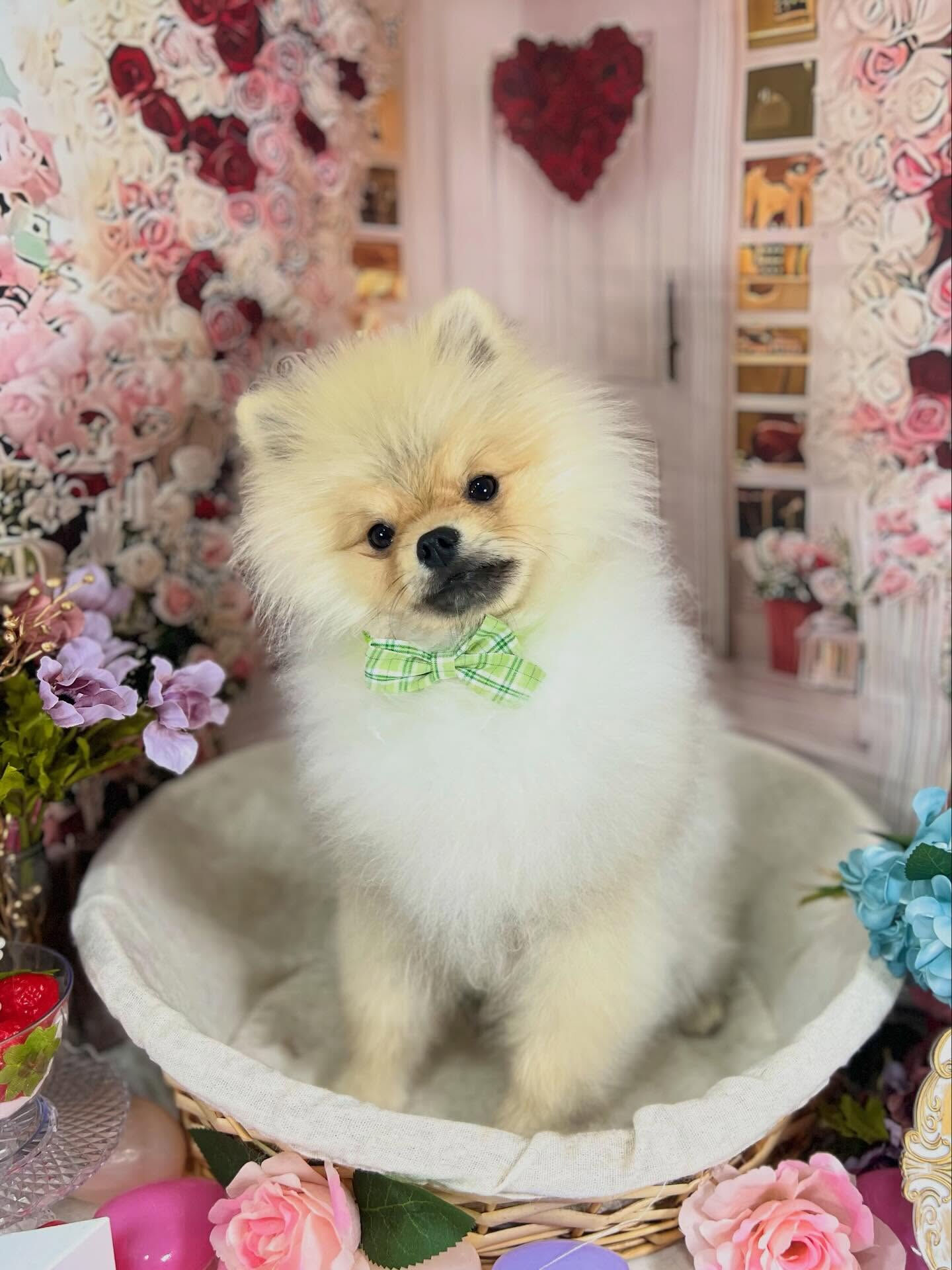 来店いただいたぽん太くんです🐶✨