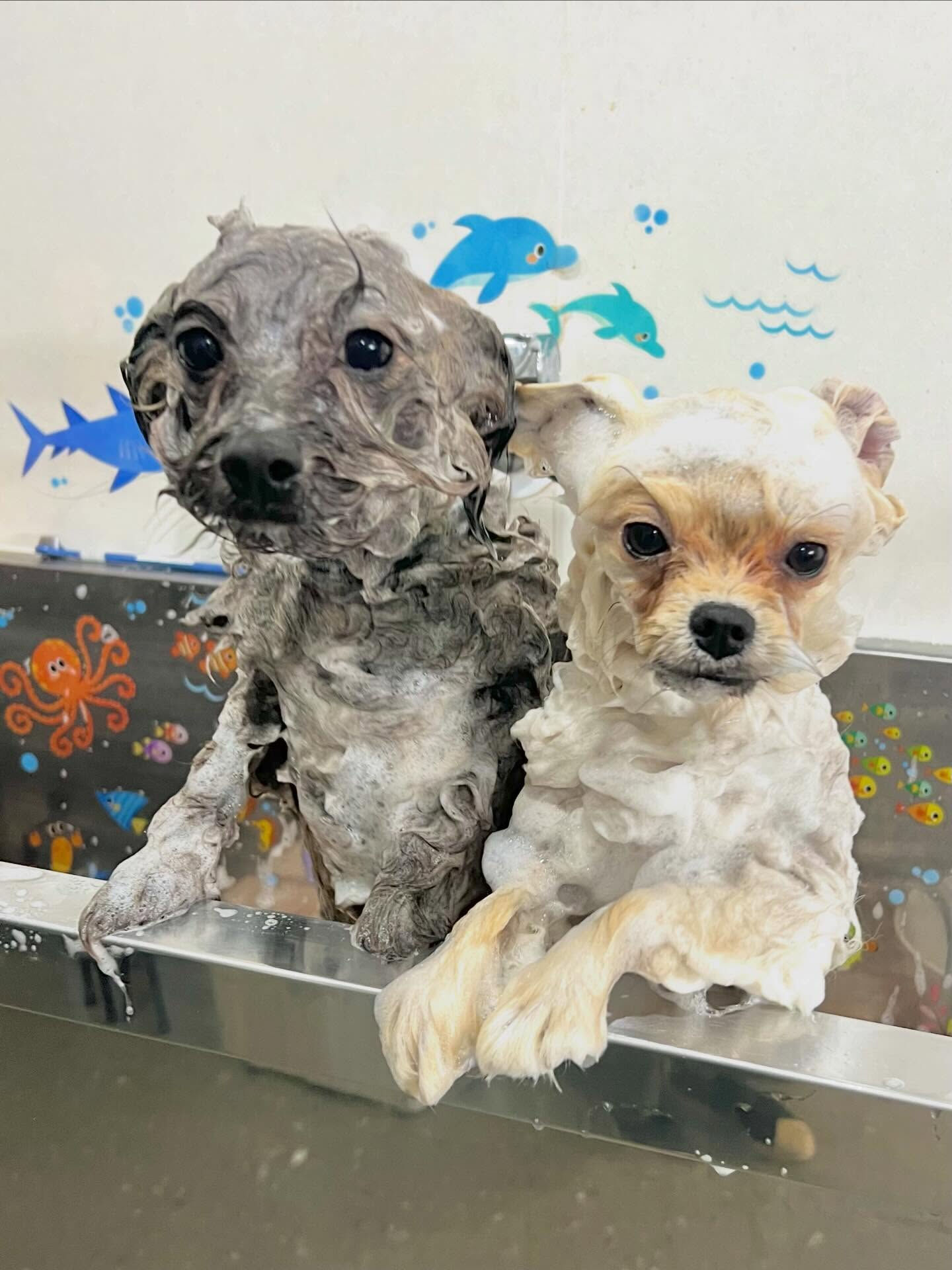 来店いただいたぽん太くんです🐶✨