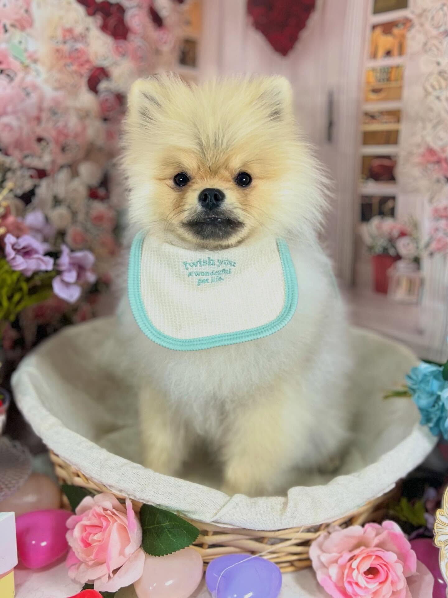 来店いただいたぽん太くんです🐶✨