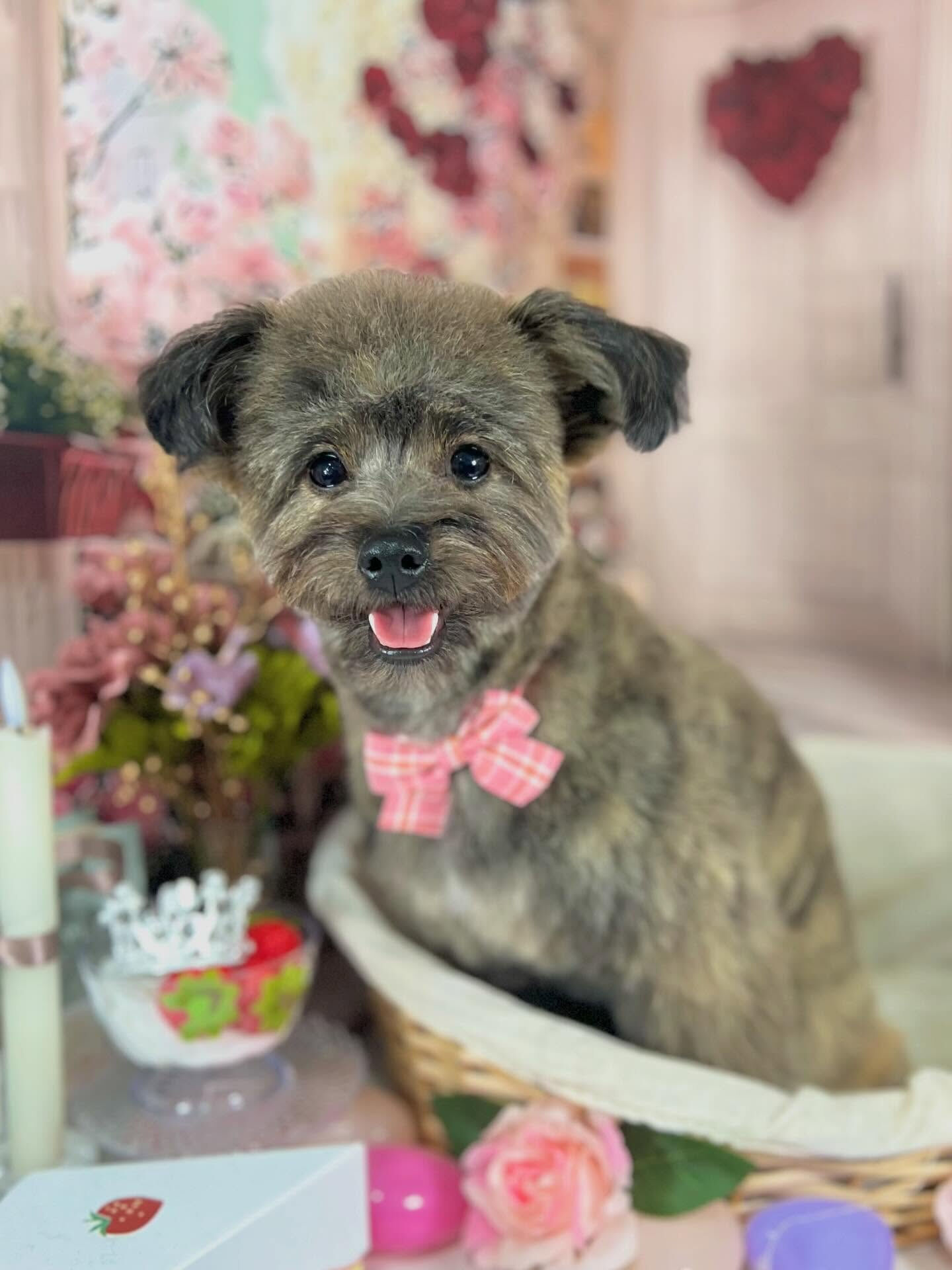 来店いただいたビビちゃんです🐶✨