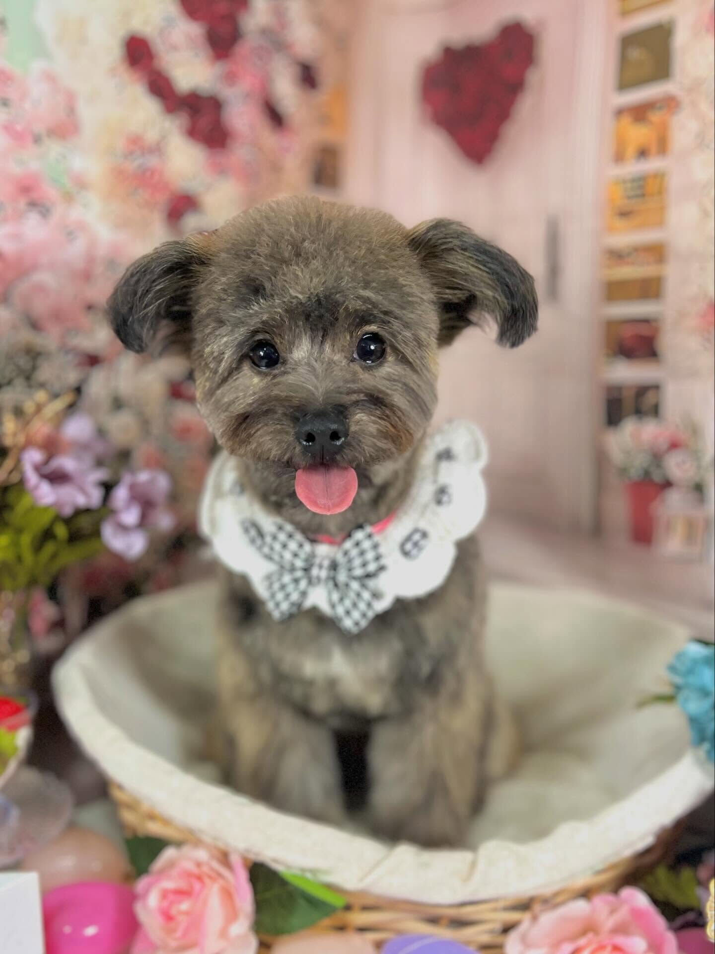 来店いただいたビビちゃんです🐶✨