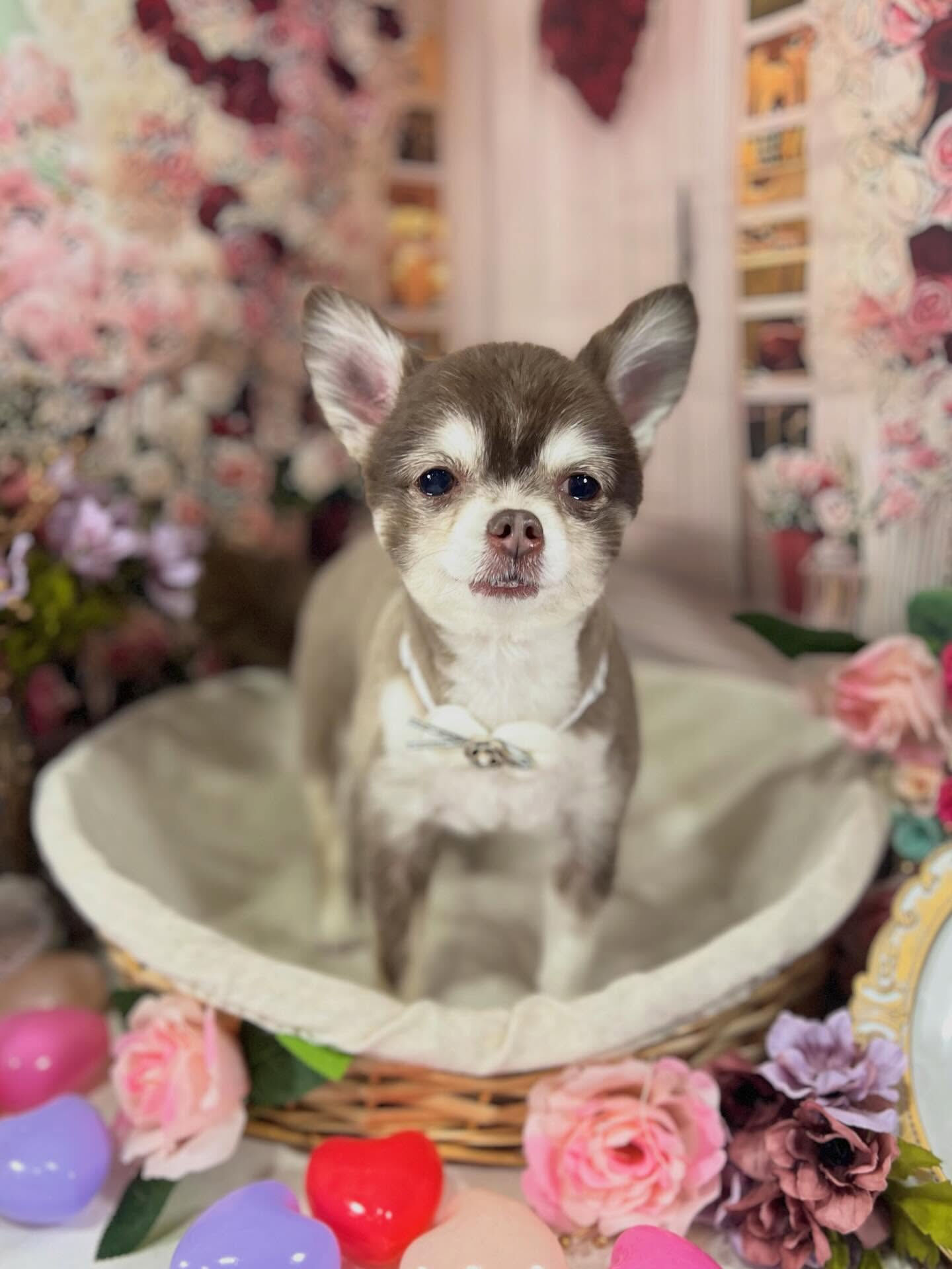 来店いただいた六三四くんです🐶✨