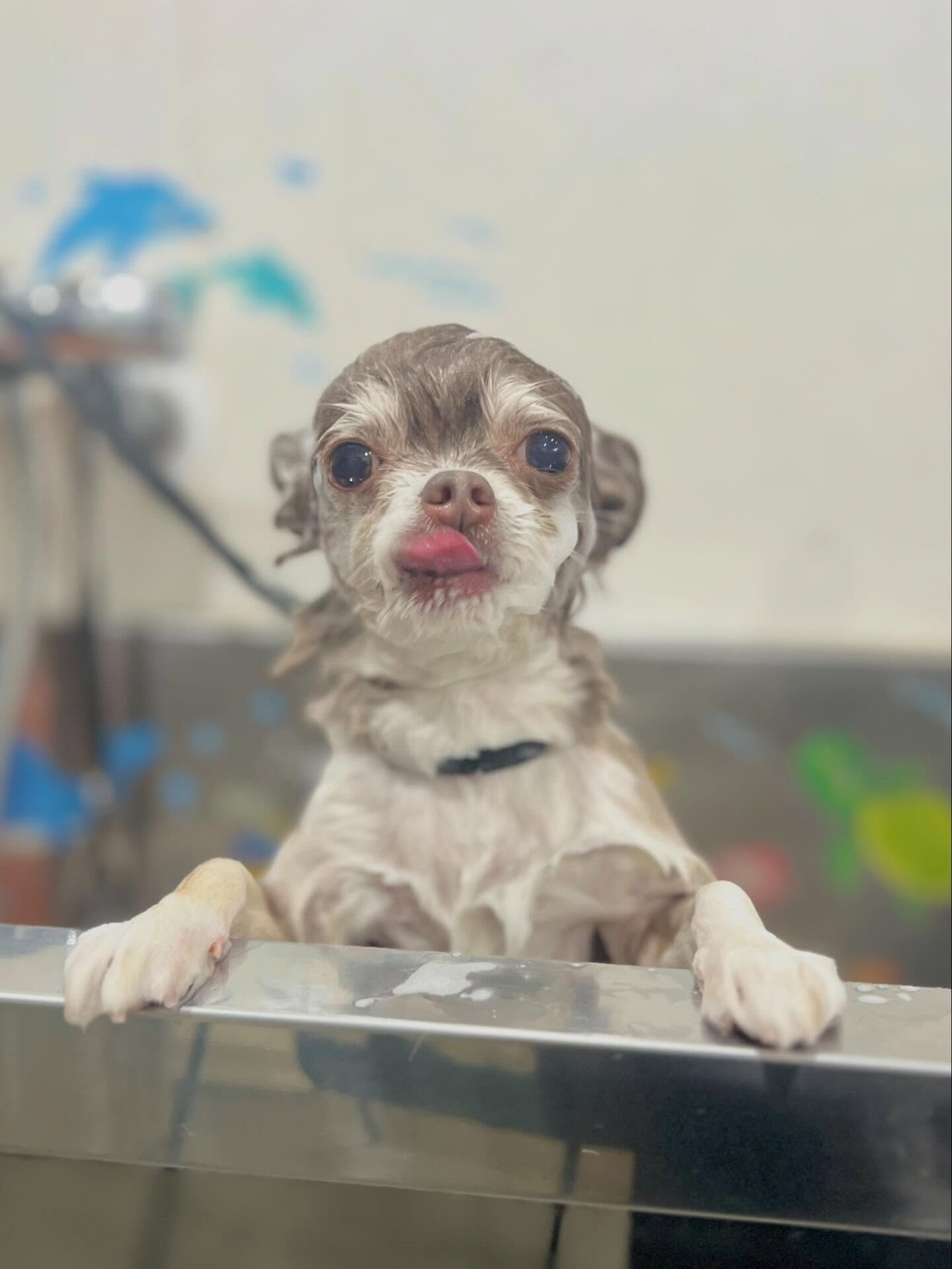 来店いただいた六三四くんです🐶✨