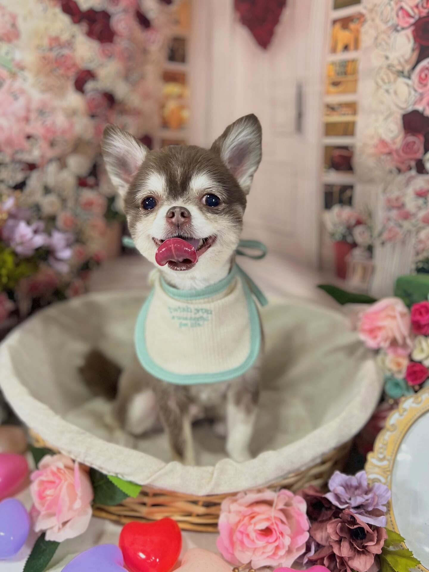 来店いただいた六三四くんです🐶✨