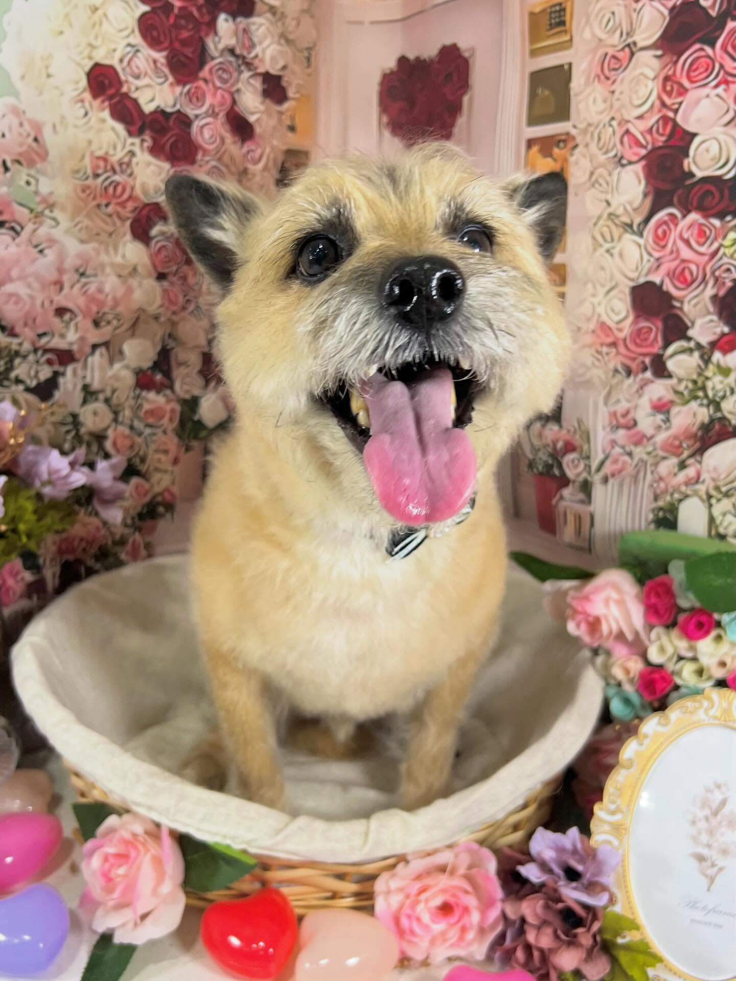 来店いただいたきなこくんです🐶✨