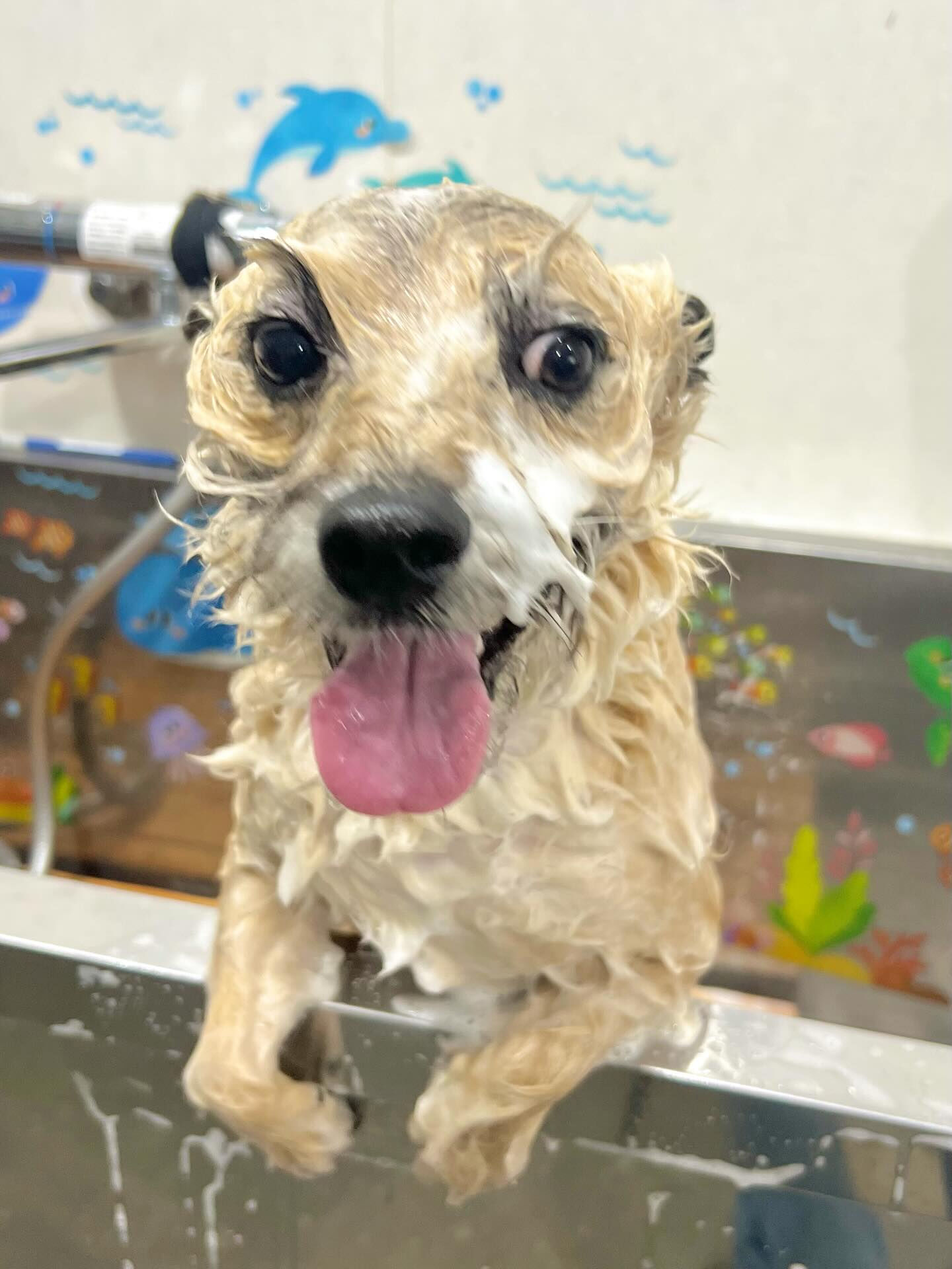 来店いただいたきなこくんです🐶✨