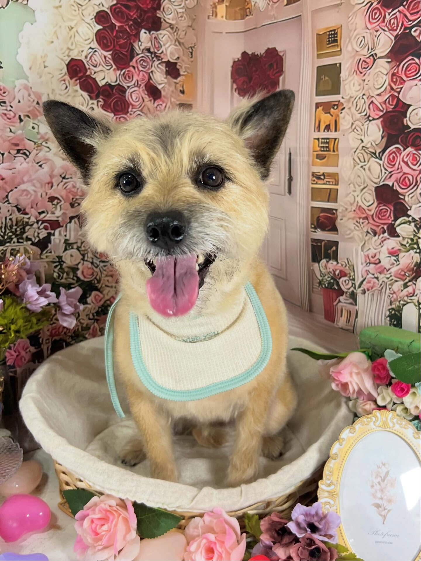 来店いただいたきなこくんです🐶✨