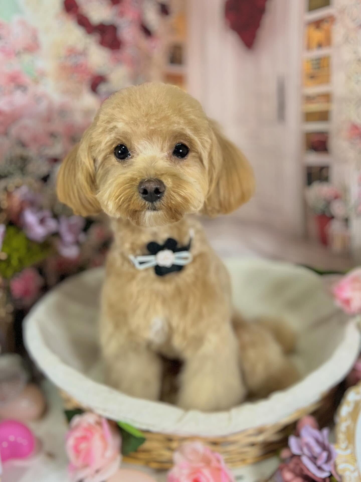 来店いただいた華音ちゃんです🐶✨