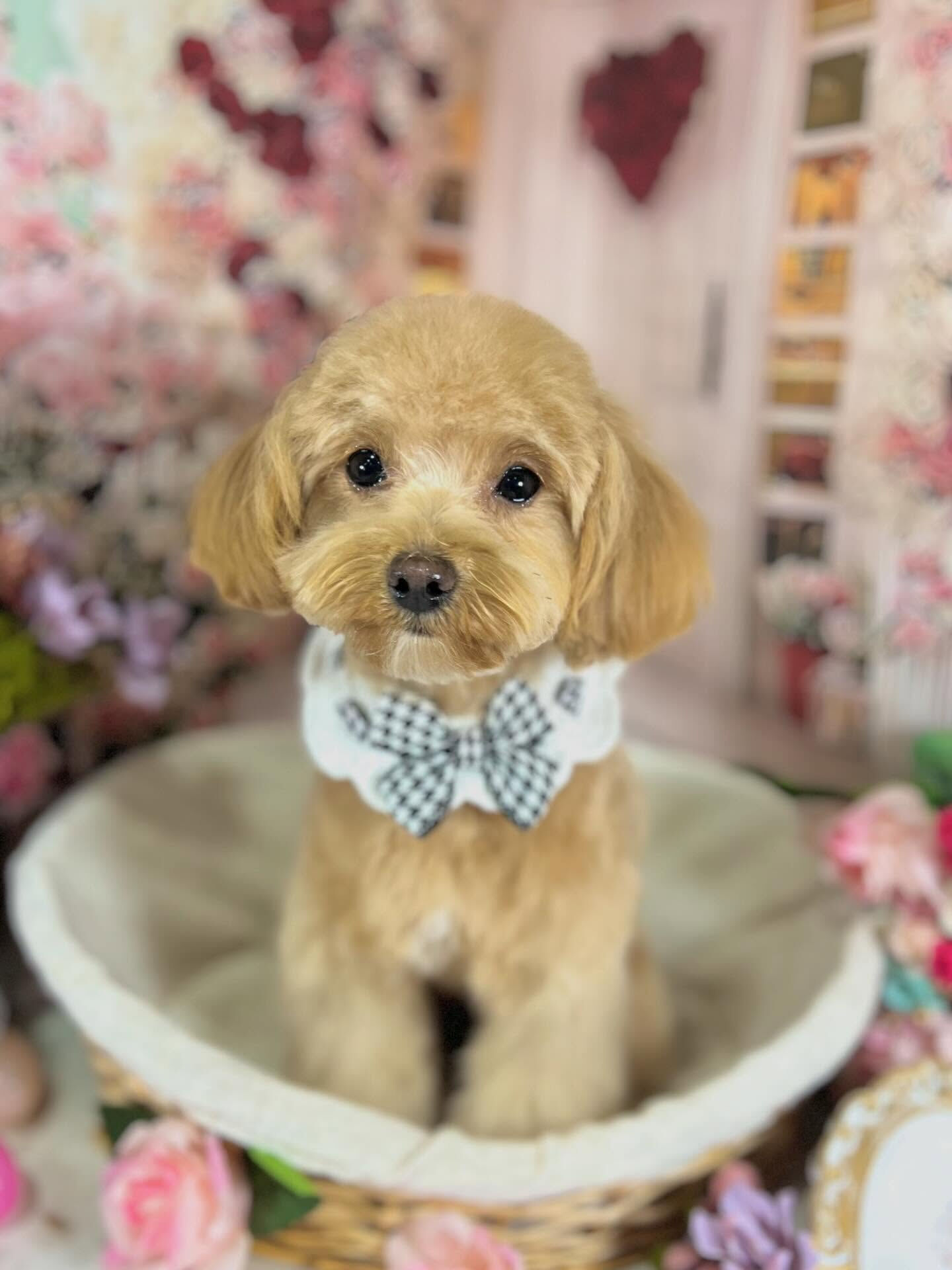 来店いただいた華音ちゃんです🐶✨