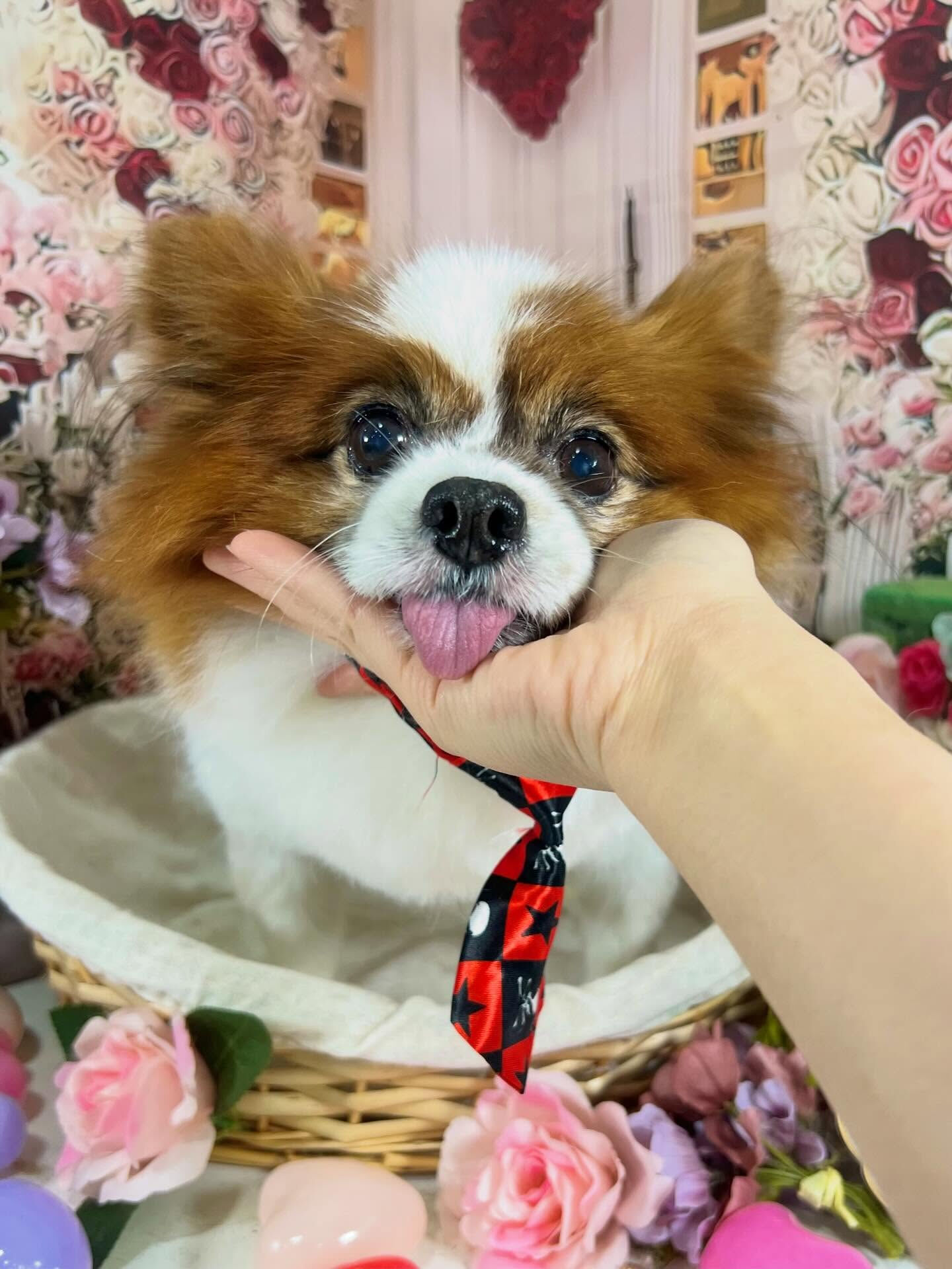来店いただいたピュアくんです🐶✨