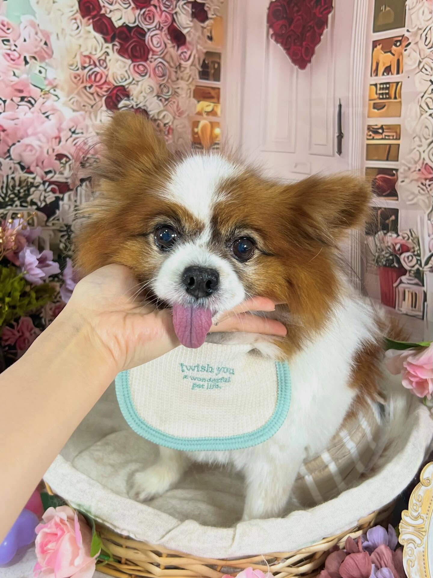 来店いただいたピュアくんです🐶✨