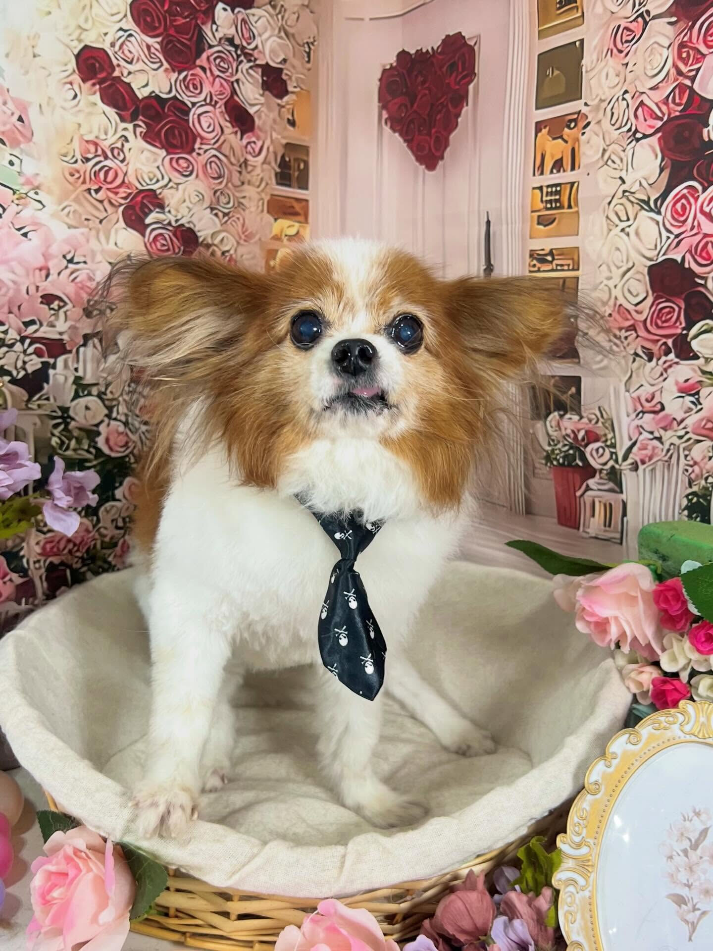 来店いただいたシャイくんです🐶✨