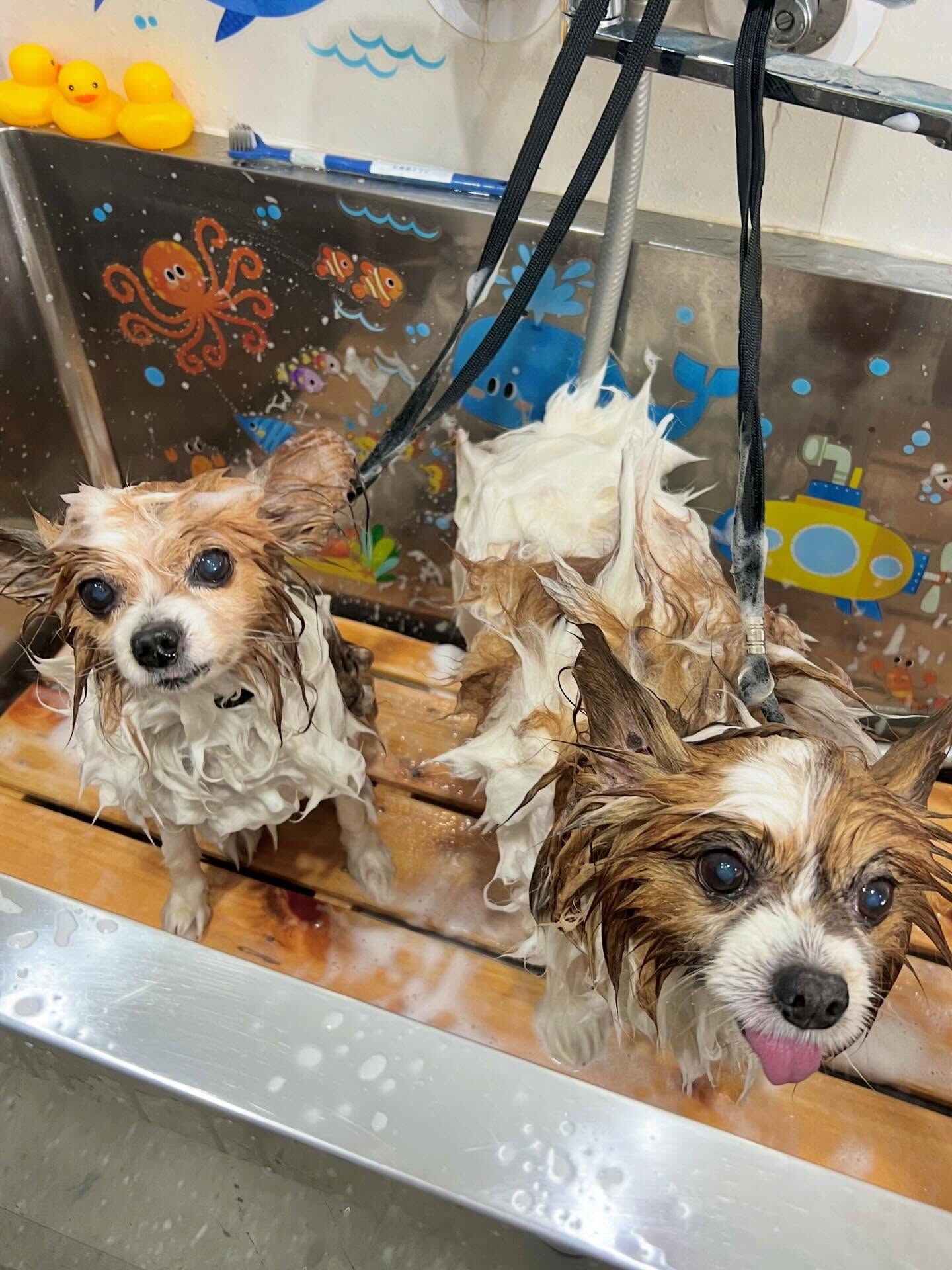 来店いただいたシャイくんです🐶✨