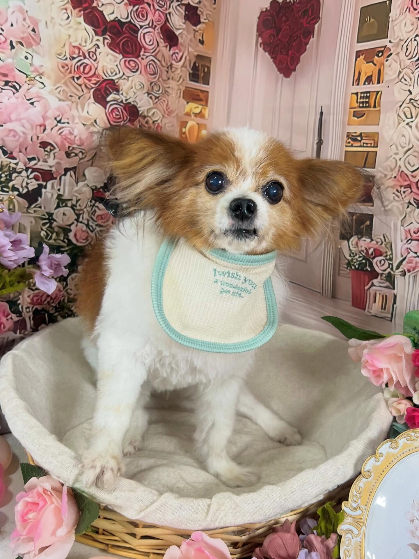 来店いただいたシャイくんです🐶✨