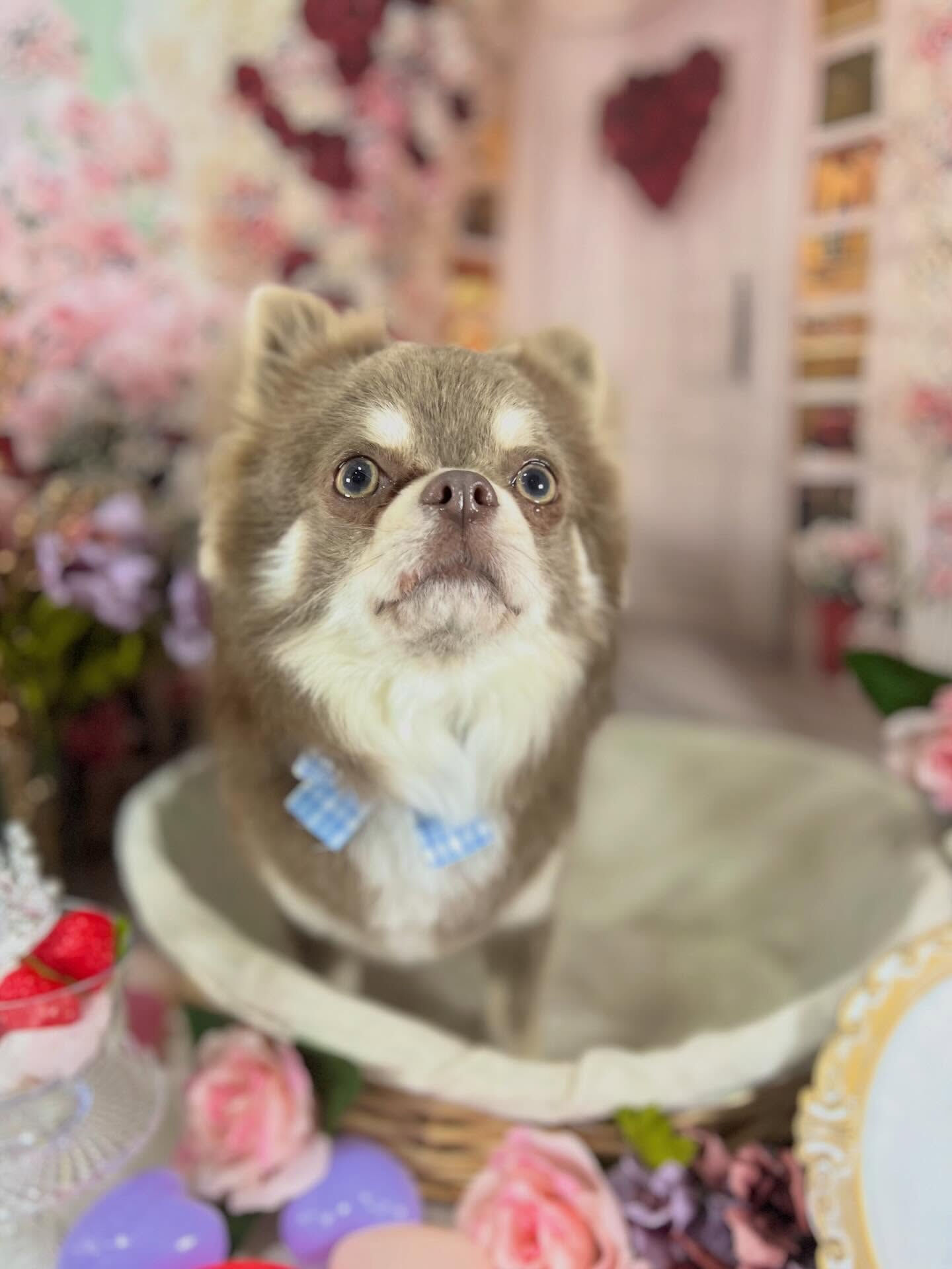来店いただいたレンくんです🐶✨
